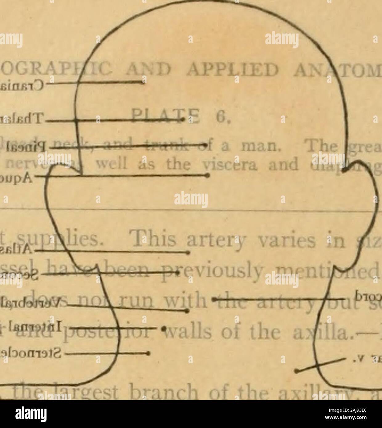 Texte et Atlas-livre de l'anatomie topographique et appliquée . / EmiJqo aumfiljjrfT btuta. lu-MiM- 11"usdc i ! _^ ?~ ~. biolaBmobbboiroia /ilia.-ed. Tiill/gui je dans. L Banque D'Images