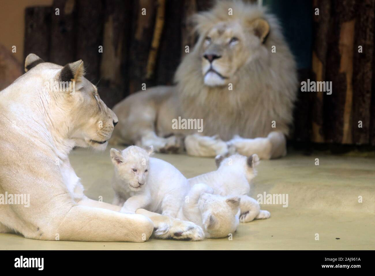 Magdeburg Allemagne 06th Jan Bebe Blanc Trois Lions Jouent Devant Leur Mere Kiara Et Madiba Pere Lion Dans Le Dos Au Zoo De Magdeburg La Lionne Kiara Avait Deja Donne Naissance