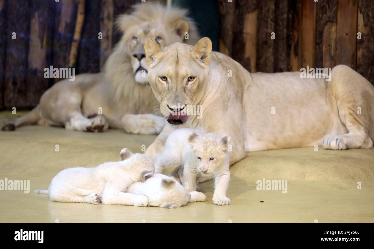 Magdeburg Allemagne 06th Jan Bebe Blanc Trois Lions Jouent Devant Leur Mere Kiara Et Madiba Pere Lion L Au Zoo De Magdeburg La Lionne Kiara Avait Deja Donne Naissance Aux Trois Magdeburg Allemagne 06th Jan Bebe Blanc Trois Lions Jouent Devant Leur Mere Kiara Et Madiba Pere Lion L Au Zoo De Magdeburg La Lionne Kiara Avait Deja Donne Naissance Aux Trois