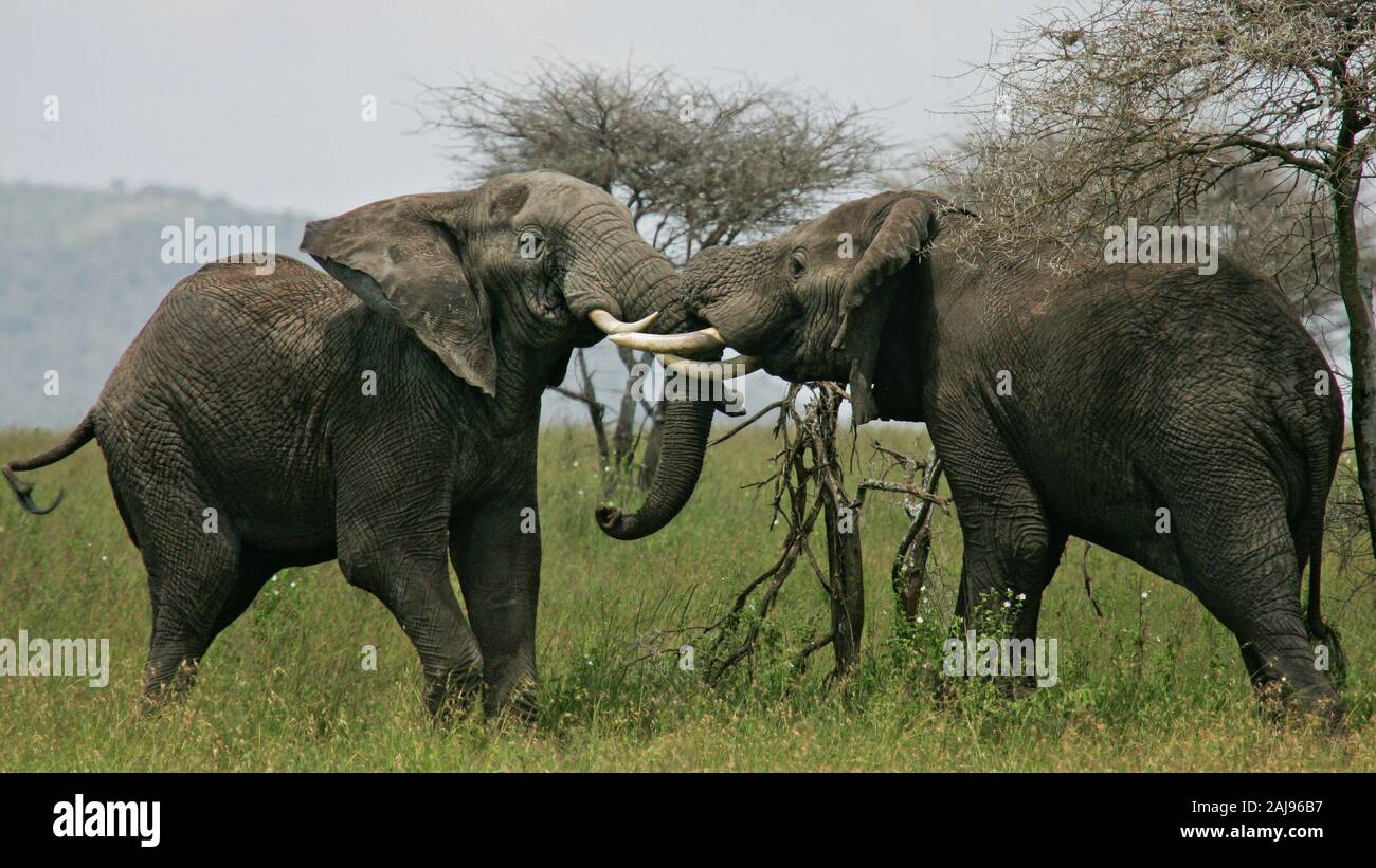 L'éléphant africain (Loxodonta africana) deux taureaux de combat, le Parc National du Serengeti, Tanzanie Banque D'Images