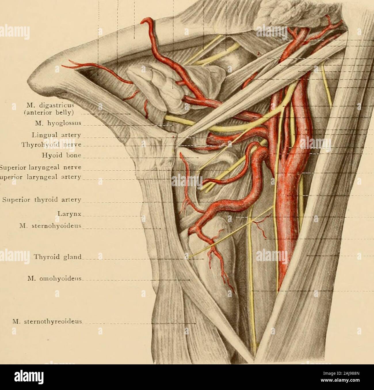 Le triangle carotidien Banque de photographies et d’images à haute