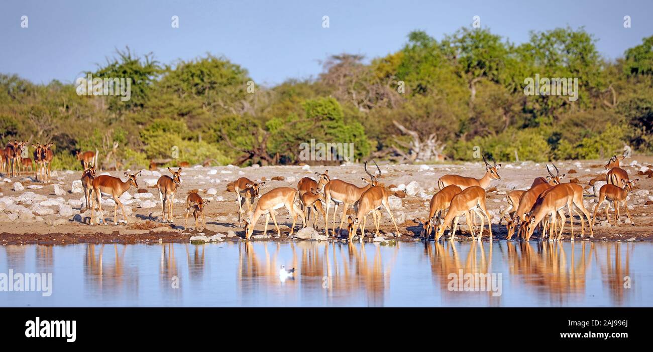 Les impalas potable, Etosha National Park, Namibie, (Aepyceros melampus) Banque D'Images