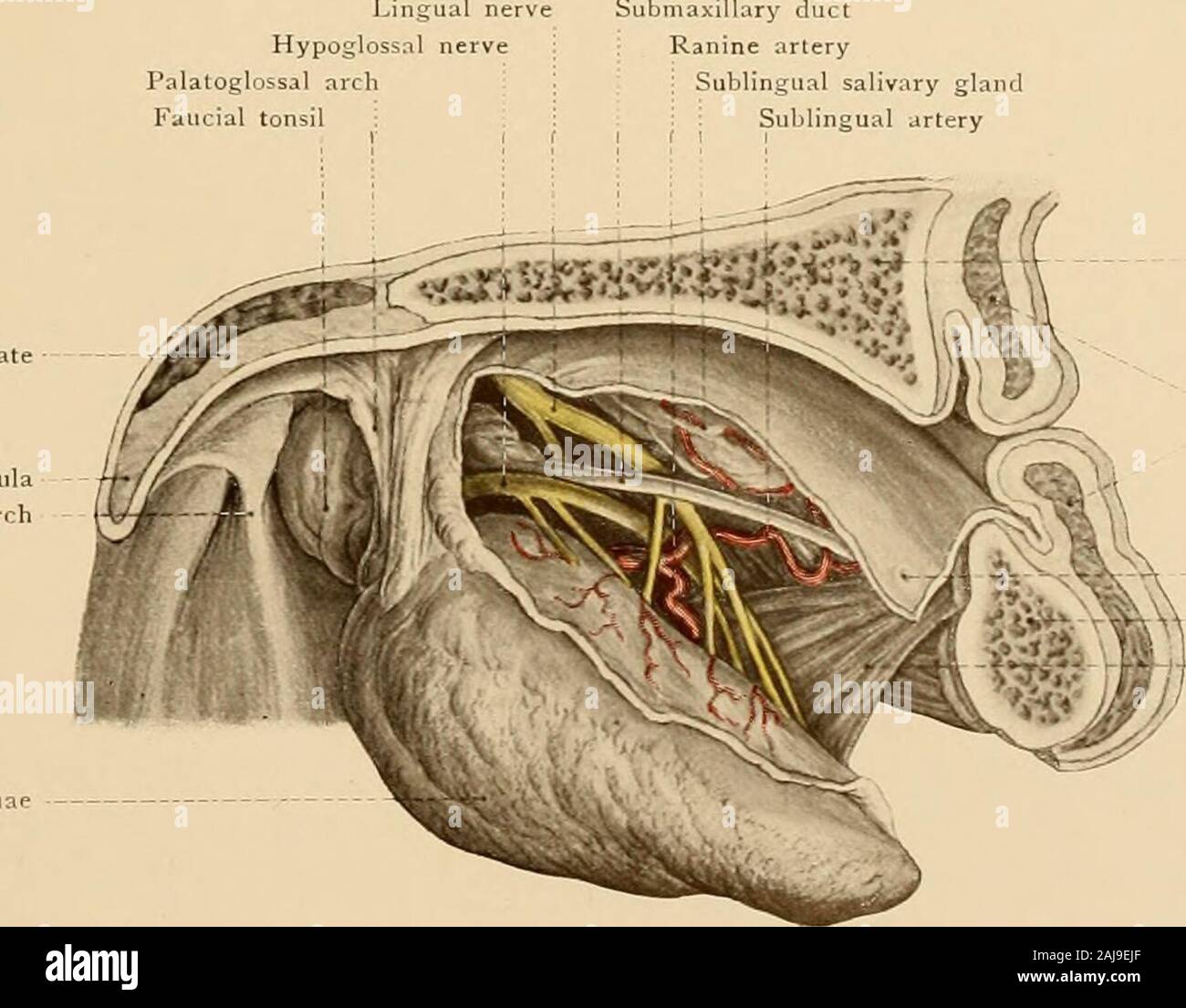 Texte et Atlas-livre de l'anatomie topographique et appliquée . • Infiindibulum IBulla ethmoidalisiferior (région d'turbinated boneAccessory de l'orifice du conduit sous-maxillaire nerf maxillaire sir Palatopharyngeal HypogbPalatoglossalFaucial tonsi luette arch !. Sublingu ; mandibule la cavité nasale. 53 vers la base du cerveau. La relation du sinus de l'artère carotide interne, qui maylead à fatale de l'hémorragie du nez, a été déjà mentionné (voir page 31). L'ouverturede l'activité sinusale dans la cavité nasale est dans l'évidement, sphenoethmoidal abovethe turbinated derrière et supérieure de l'os Banque D'Images