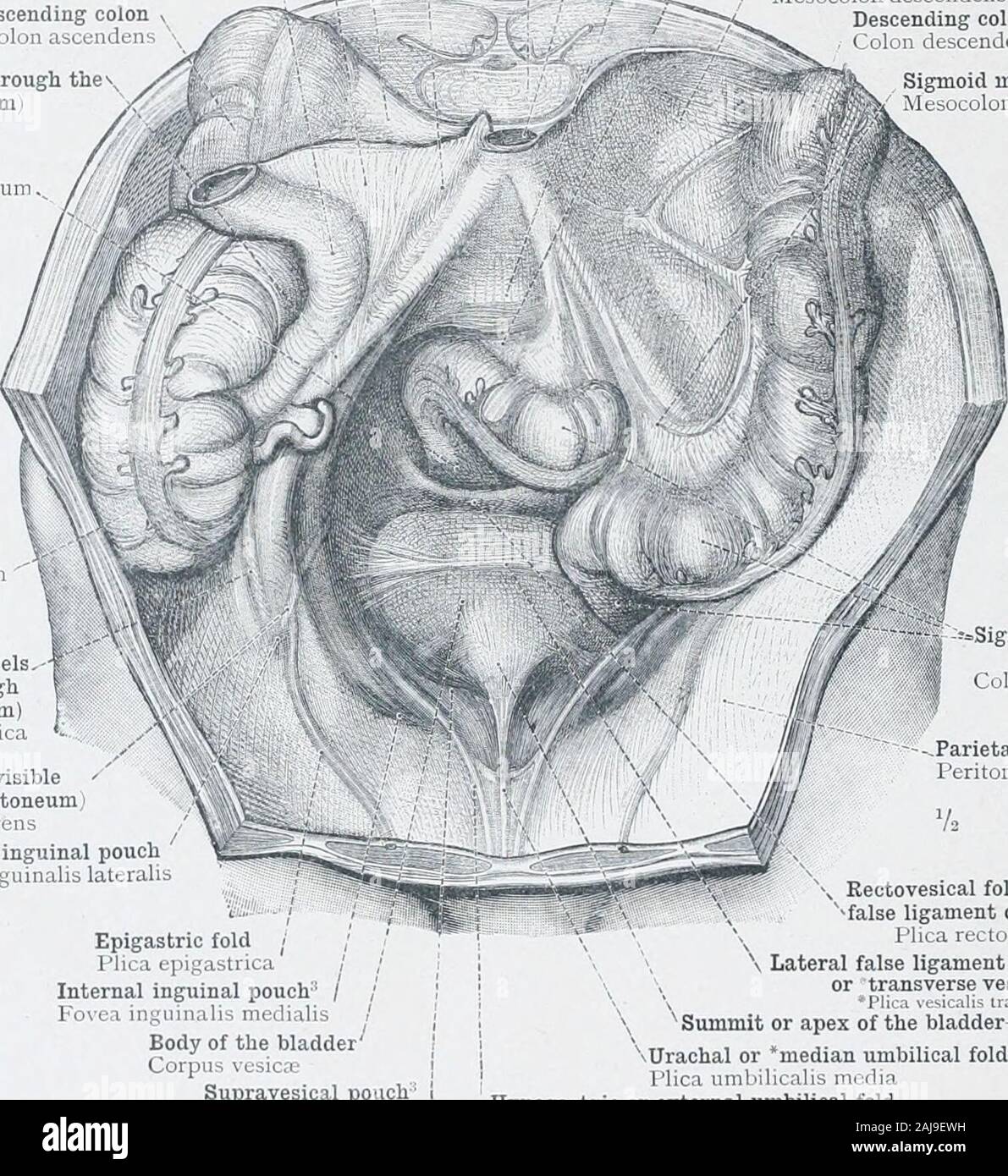 Un atlas de l'anatomie humaine pour les étudiants et les médecins des  couches . ligamentof large l'utérus avec le péritoine pariétal du plancher  pelvien est vu,aussi le reflet du péritoine viscéral couvrant