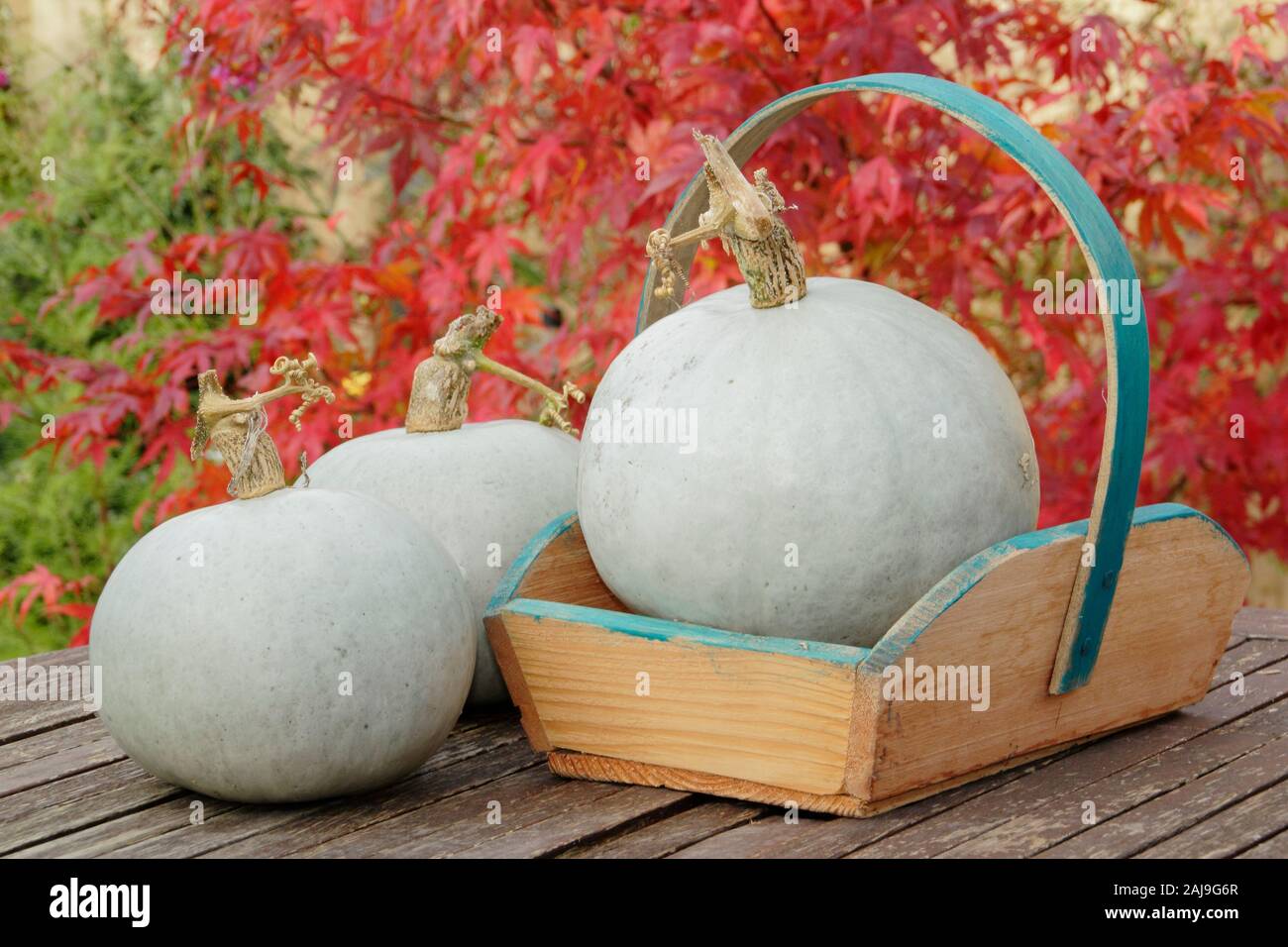 Cucurbita maxima 'Prince'. Home Grown fraîchement récolté le Prince squash dans un trug dans un jardin d'automne. UK Banque D'Images