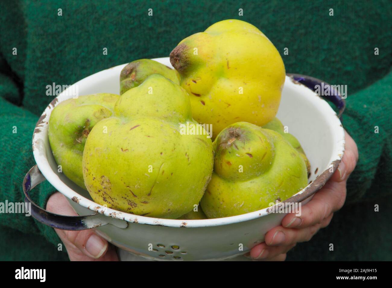 Cydonia oblonga 'Vranja'. Cognassier 'Vranja femme', un parfum, des fruits en forme de poire, dans une passoire. UK Banque D'Images