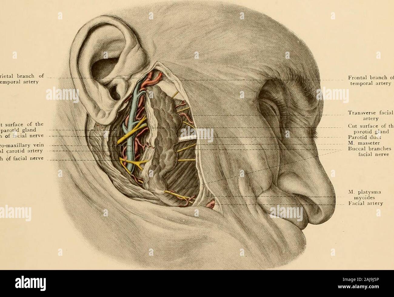 Texte et Atlas-livre de l'anatomie topographique et appliquée . ici il s'unit à la division antérieure de l'articulation temporo-maxillaire d'idées pour former une ligne de whichempties dans la veine jugulaire interne. La veine de l'articulation temporo-maxillaire est formé dans le fond de la glande par theparotid l'union du avec le maxillaire, le dernier navire de l'receivingblood dans le plexus ptérygoïde spheno-maxillaire fossa. [Elle se divise à la partie inférieure de la glande parotide en une division antérieure, rejoint par le visage, et une partie postérieure, qui avec pos-auriculaire e résultats t représente la veine jugulaire externe.-Ed.] Le Banque D'Images