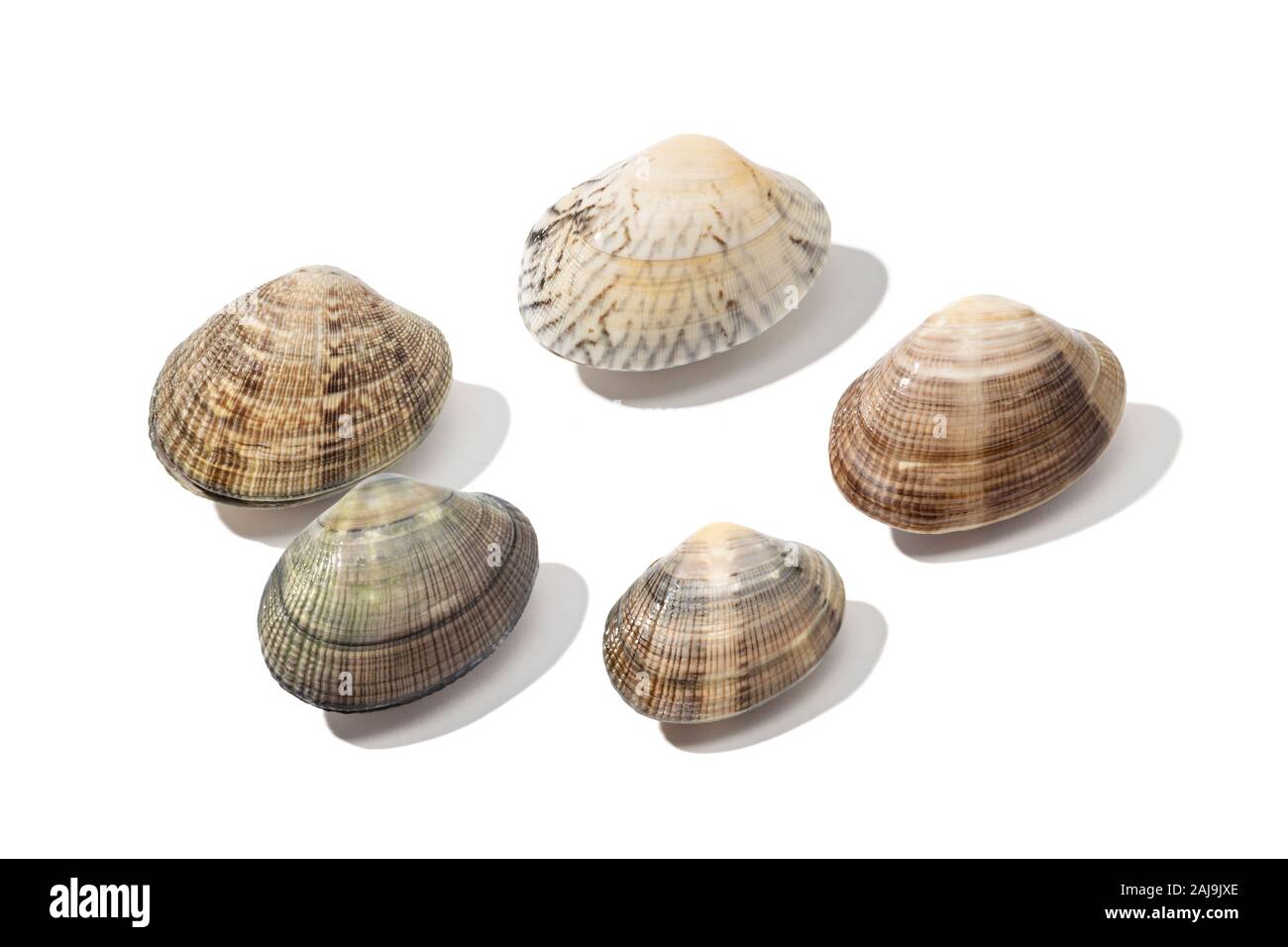 Groupe de palourdes fraîches isolées sur fond blanc. Mollusque comestible de Galice, Espagne Banque D'Images