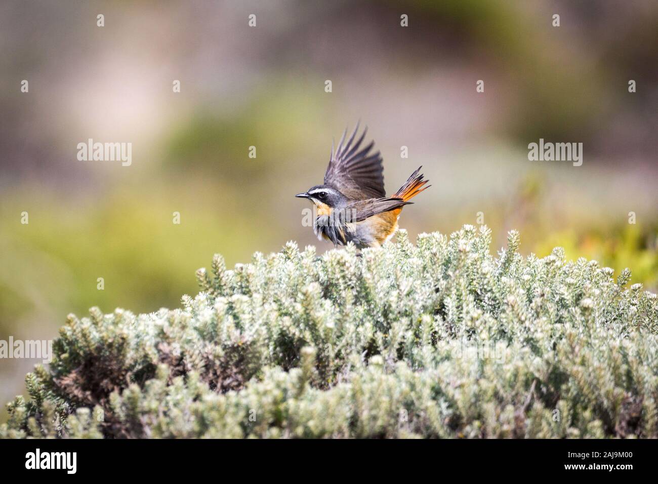 Une belle Cape robin-chat (Cossypha caffra) assis sur le dessus d'un buisson et s'étend ses ailes, Afrique du Sud Banque D'Images