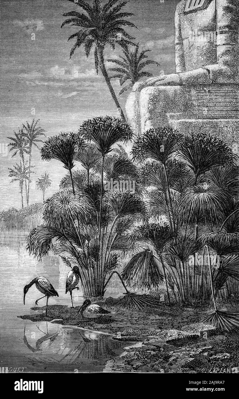 Plantes : Ci-dessous une ancienne sculpture africaine, ibis sacré (Threskiornis aethiopicus) au milieu d'alimentation (cyperus papyrus papyrus égyptien) dans la nature sauvage de l'Egyptian Delta. Papyrus est le plus étroitement associé à l'écriture - en fait, le mot anglais 'papier' vient du mot 'papyrus' - mais les Égyptiens ont trouvé de nombreuses utilisations pour l'usine d'autres qu'une plage d'écriture pour les documents et textes. Le papyrus a été utilisé comme une source de nourriture, de faire de la corde, des sandales, des boîtes et des paniers et des tapis, stores, comme matériau pour les jouets tels que les poupées, comme des amulettes pour prévenir les maladies de la gorge, et même de faire les petits Banque D'Images