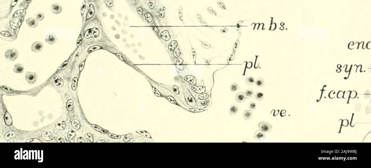 L'American journal of anatomy . Le pica.gr  / ^,.  ...X Fio.9209 LA DE^ ELOPPEMENT DU FOIE ET PANCREASIN AMBLYSTOMA PUNCTATUM E. A. BAUMGARTNER Institute (si Axatumy, Université du Minnesota QUARANTE-SIX CHIFFRES (4 assiettes) TABLE DES MATIÈRES I. Introduction 211 IL Le développement du foie, heiiatic les gaines et vésicule biliaire 213 1. 213 littérature 2. Développement précoce de l'liveV 218 3. Position de l'organe au cours du développement 2234. Développement de l'appareil biliaire 226 a. Description de l'insuffisance hépatique dans le hot 226 b. Développement de la persistance du choledochus 230 ch. Développement de la hep majeur Banque D'Images