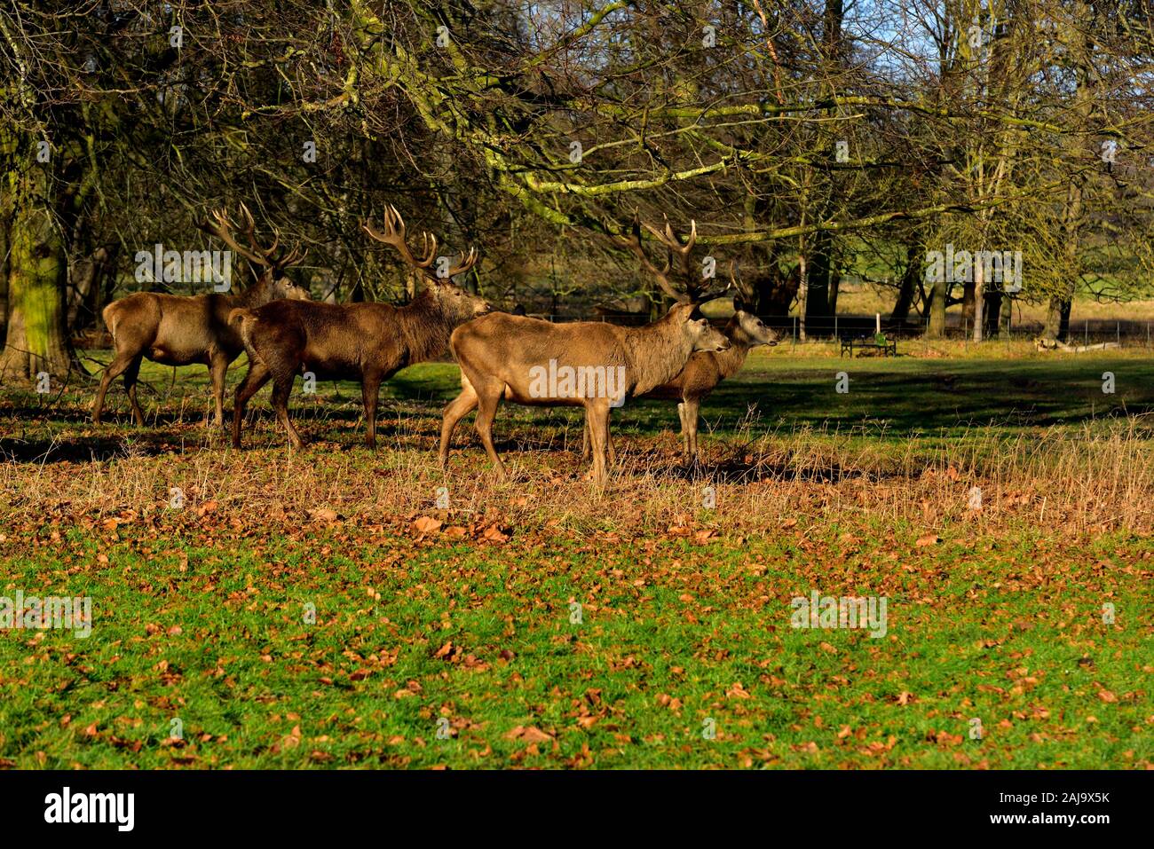 Troupeau de cerfs rouges matures, Cervus elaphus, stag rut,Parc,Nottingham Wollaton,Angleterre,UK Banque D'Images