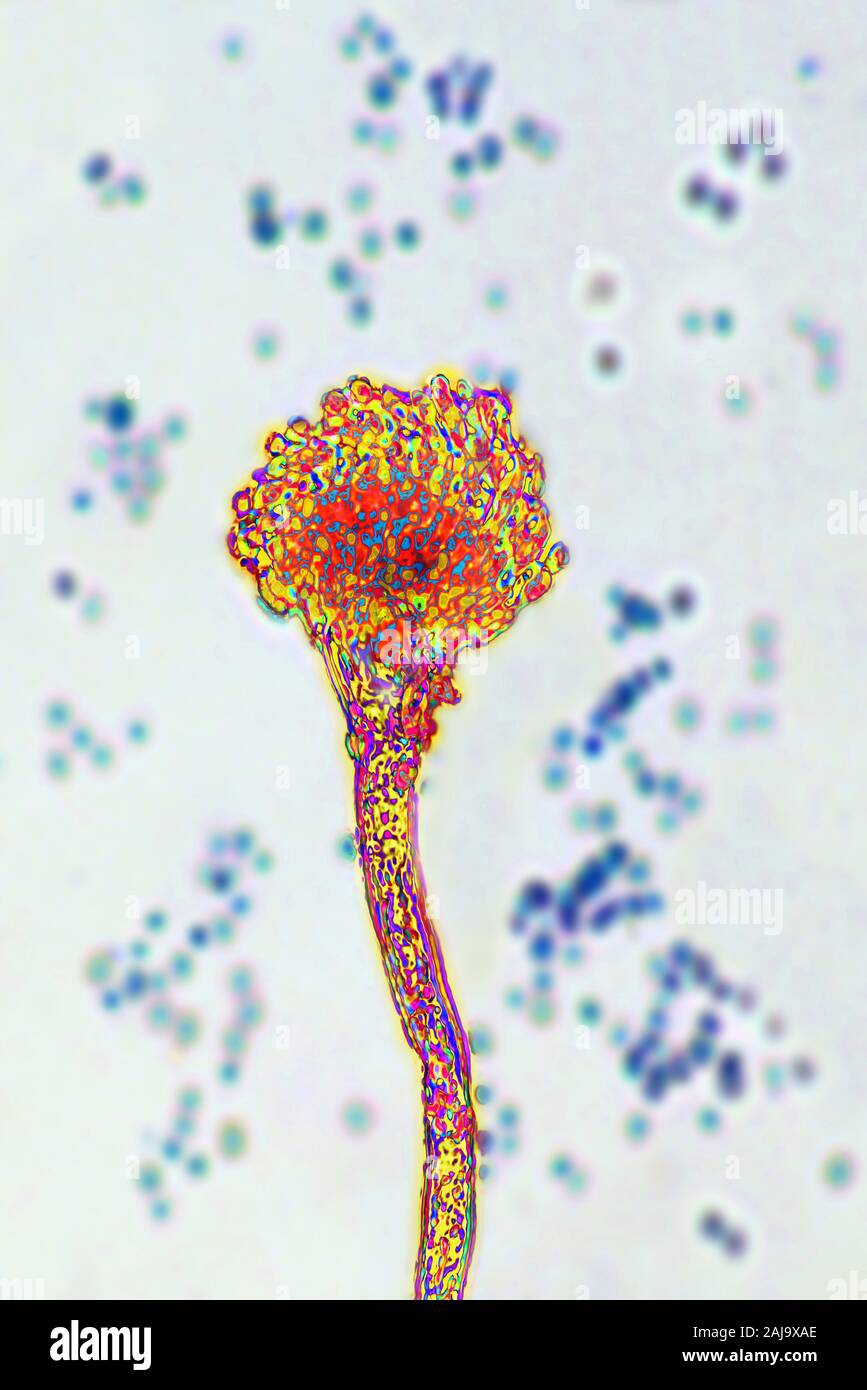 Aspergillus fumigatus Banque D'Images