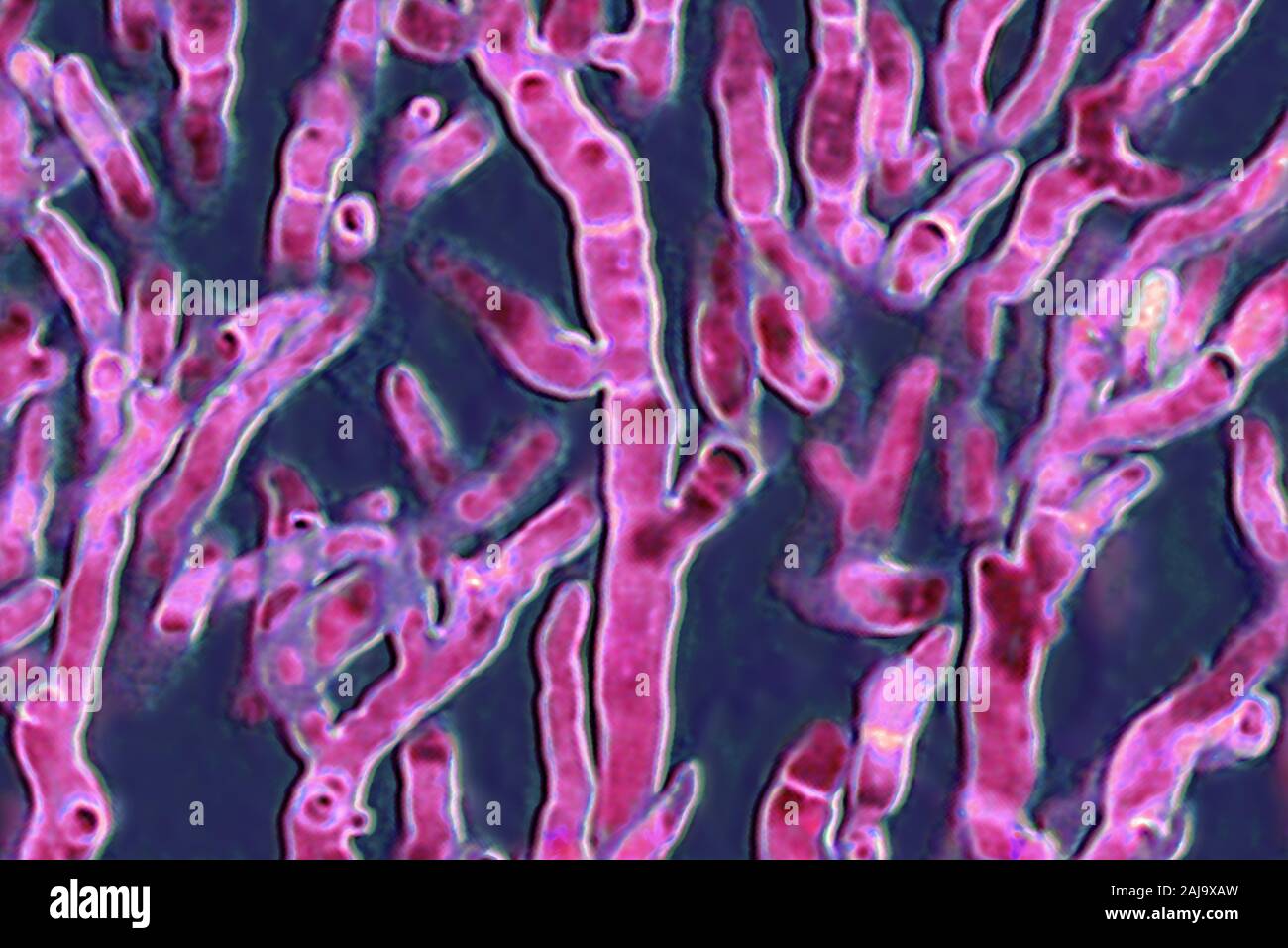 Aspergillus fumigatus Banque D'Images