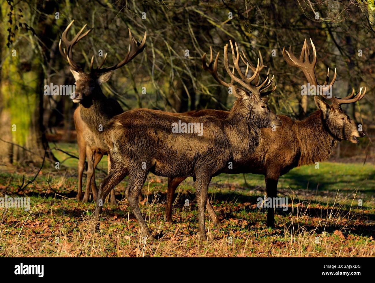 Troupeau de cerfs rouges matures, Cervus elaphus, stag rut,Parc,Nottingham Wollaton,Angleterre,UK Banque D'Images
