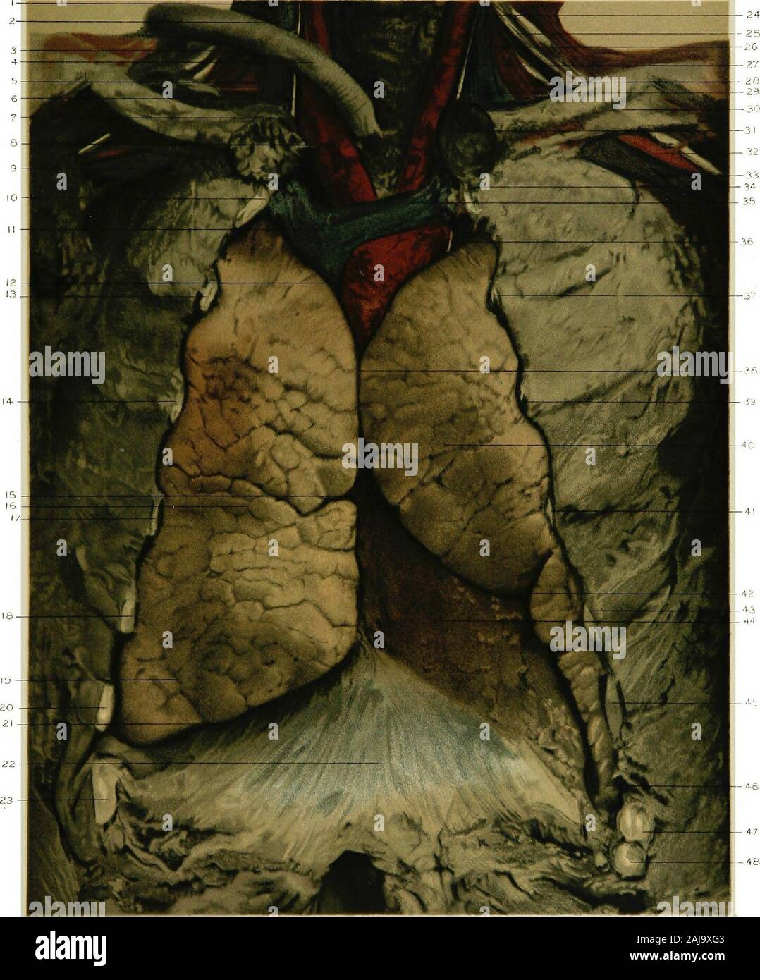 Anatomie régionale dans son rapport à la médecine et chirurgie . rve. Le reste de la gauche coraco-claviculaire, membrane. L'extrémité sternale de la clavicule gauche. L'artère sous-clavière gauche. La veine sous-clavière gauche. L'eud sternale de la première côte gauche. La gauche veine innommé. Le nerf pneumogastrique gauche. La deuxième côte gauche. Le rapprochement des bords de la poumons dans les ligne, couvrant la racine du coeur, comme occursin pleine d'inspiration. La troisième nervure gauche. Le lobe supérieur du poumon gauche. La gauche quatrième nervure. L'encoche dans le bord antérieur du poumon gauche en rela-tion à l'apex de t Banque D'Images