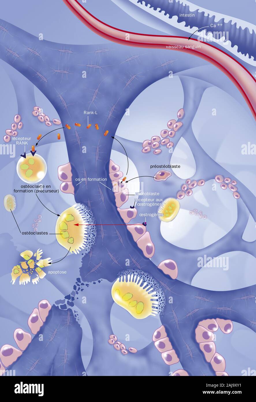 Ostéoporose Banque D'Images