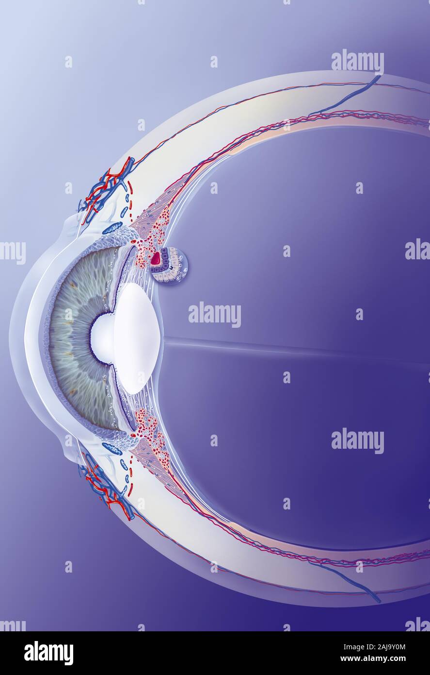 Schlemm canal, trabéculum, humeur aqueuse, des traitements. Section sagittale de l'œil avec, derrière la cornée, la chambre antérieure, l'iris et la crys Banque D'Images