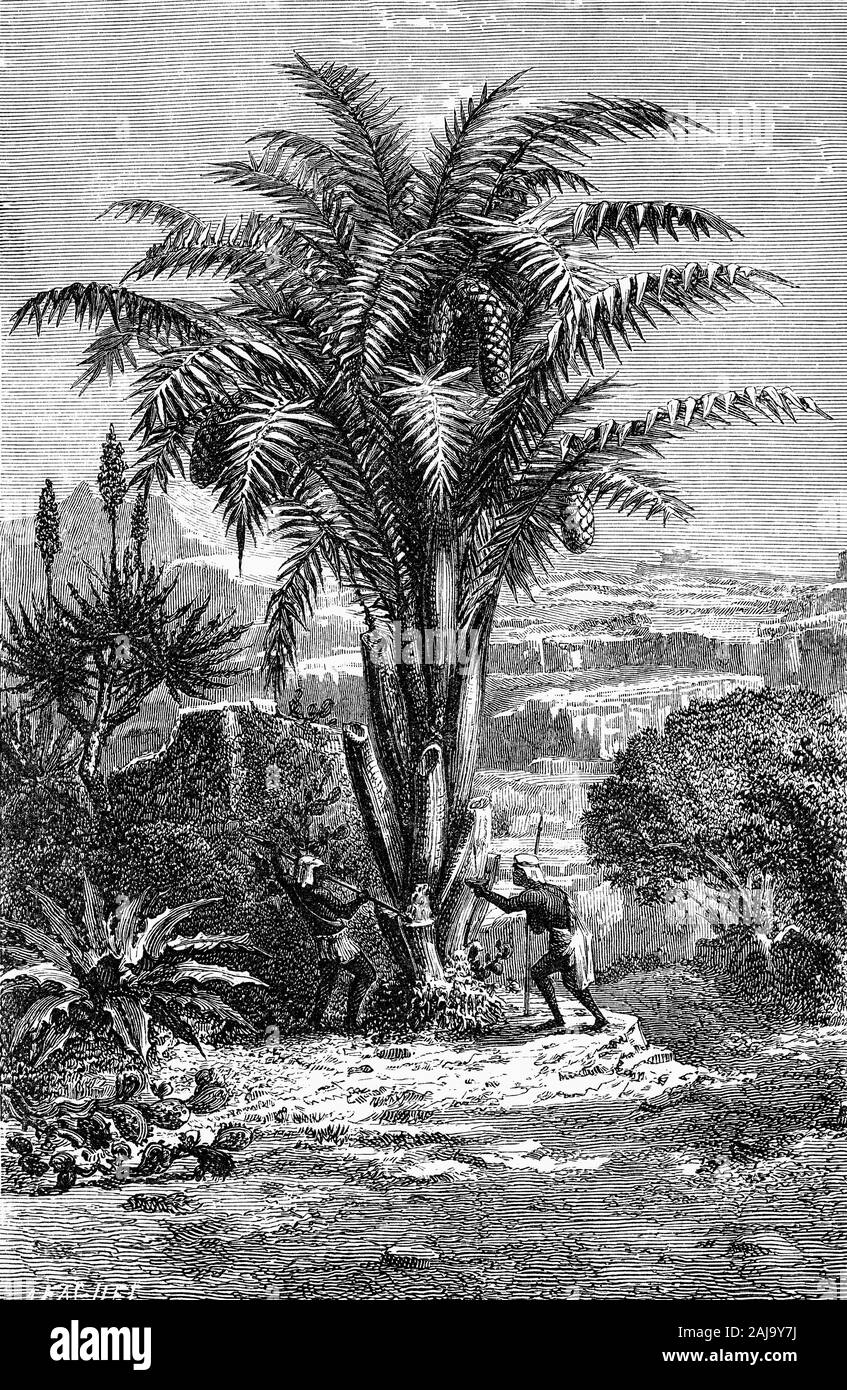 Plantes : le vin de palme (viniferais alias Sagus Raphia vinifera) est toujours verte, palmier à tige unique avec une tige non ramifiée, stout plutôt que peut être 5 mètres de haut, surmontée d'une couronne de feuilles. Un arbre à usages multiples, il est primordial pour la population locale, la fourniture de nourriture, de fibres et de matériaux de construction. Les fibres sont exportés dans de nombreux autres pays. La plante est cultivée dans le Nigeria, le Cameroun, l'Inde et Singapour Banque D'Images