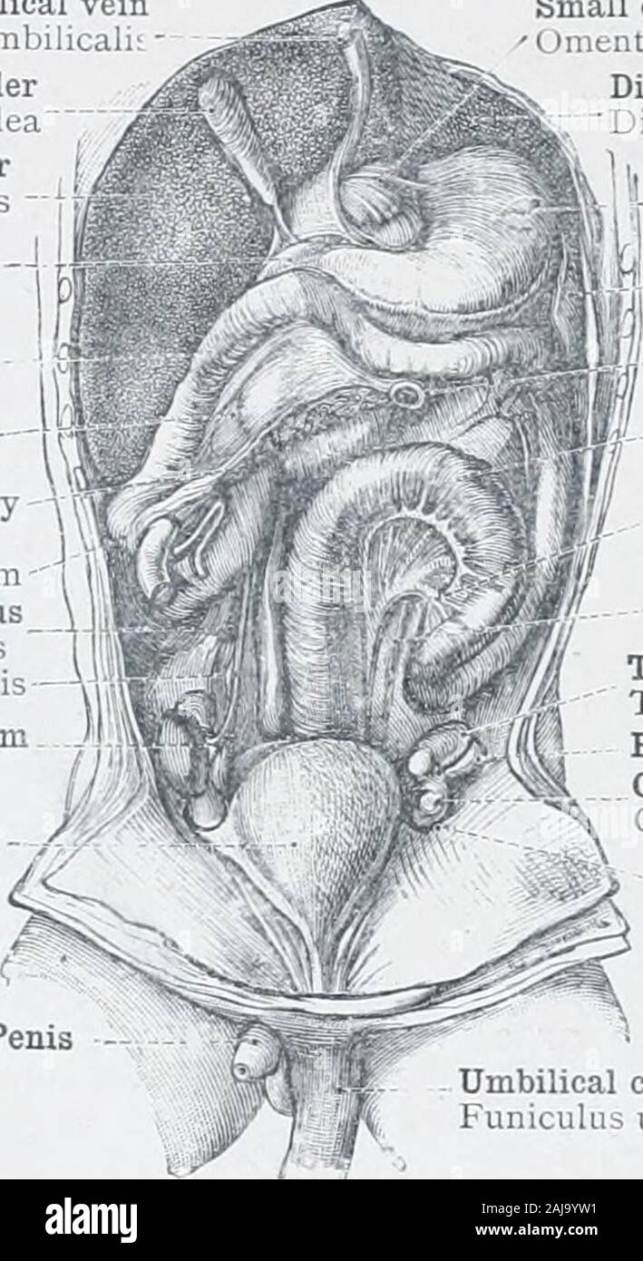 Un atlas de l'anatomie humaine pour les étudiants et les médecins . sur ascendensAscending mesocolonMesocolon ascendens racine du mésentère tRadix mesenteriiCecum cecumSpermatic pampiniform-Intestinum ou riexus venousplexus pampiniformisSpermatic - artère-A. testicularisMesorchium bladde urinaire urinaria Vesica Fig. 90J. OmentumOmentum minusDiaphragm ou petits gastrohépatiques E>j'iphragma entriculus rate estomac L'angle duodéno-jéjunal Privilège Flexura flexure colique gauche sigmoïde duodenojejunalis Colcn du côlon^moideumIntersigmoid fossaRecessus intersigraoideus si l'uretère TesticleTtMisEpididymisGubernaculum te Banque D'Images Un atlas de l'anatomie humaine pour les étudiants et les médecins . sur ascendensAscending mesocolonMesocolon ascendens racine du mésentère tRadix mesenteriiCecum cecumSpermatic pampiniform-Intestinum ou riexus venousplexus pampiniformisSpermatic - artère-A. testicularisMesorchium bladde urinaire urinaria Vesica Fig. 90J. OmentumOmentum minusDiaphragm ou petits gastrohépatiques E>j'iphragma entriculus rate estomac L'angle duodéno-jéjunal Privilège Flexura flexure colique gauche sigmoïde duodenojejunalis Colcn du côlon^moideumIntersigmoid fossaRecessus intersigraoideus si l'uretère TesticleTtMisEpididymisGubernaculum te Banque D'Images