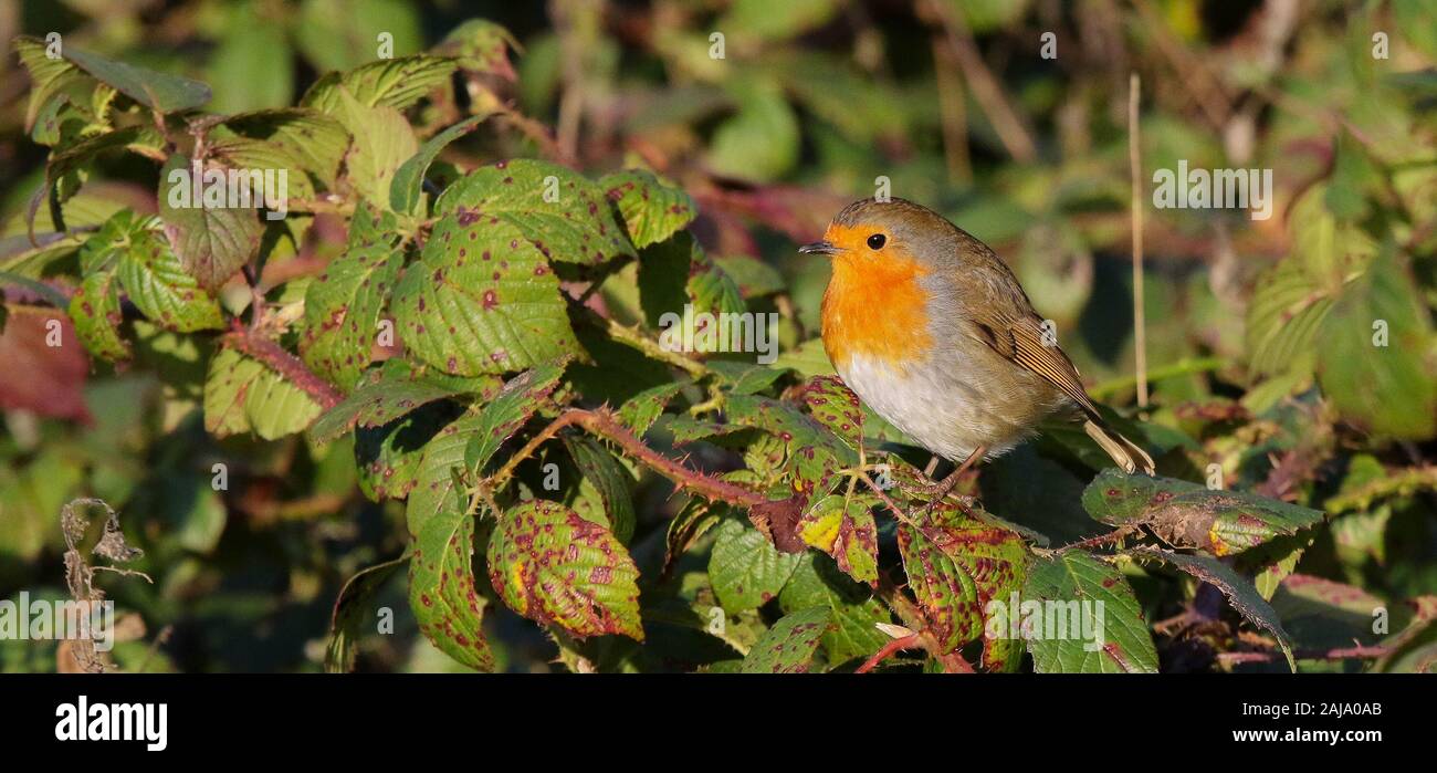 Lurgan Park, Lurgan, County Armagh, en Irlande du Nord. 3 janvier 2020. Météo France : une journée d'hiver ensoleillée à Lurgan Park. Avec des températures autour de 5 degrés c'était une bonne fin à la Fêtes de Noël et du Nouvel An. Un merle s'assied sur Hawthorn Bush baignée de soleil d'hiver. Crédit : David Hunter/Alamy Live News. Banque D'Images