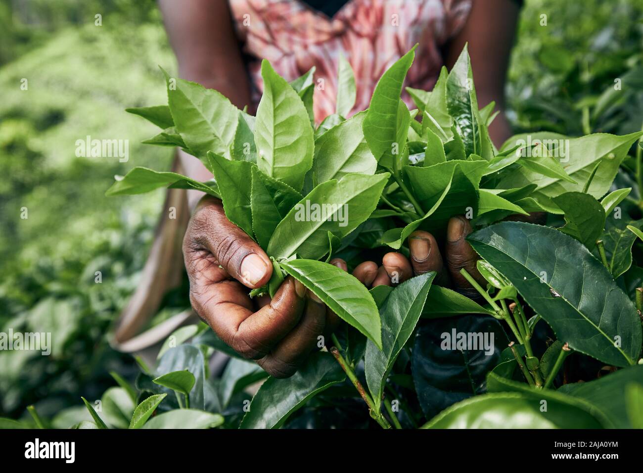 Sur le plateau explique son travailleur. Femme montrant les feuilles de thé dans la région de palm, Sri Lanka Banque D'Images