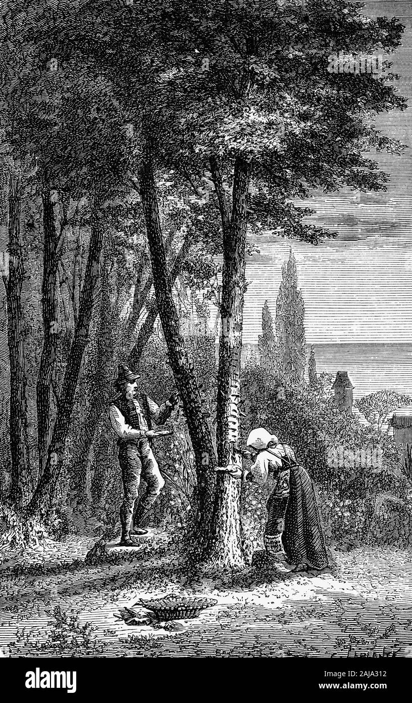 Plantes : la manne de cendres, aka la manne ou arbre à fleurs de l'Europe du Sud le frêne (Fraxinus ornus) est une espèce de Fraxinus originaire du sud de l'Europe, le Moyen-Orient et l'Asie du sud-ouest. Souvent cultivée comme arbres d'ornement en Europe, le sucre extrait de la sap a obtenu en faisant une entaille dans l'écorce a été comparée à la fin de l'époque médiévale avec la manne biblique, donnant lieu à la française du nom de l'arbre. Banque D'Images