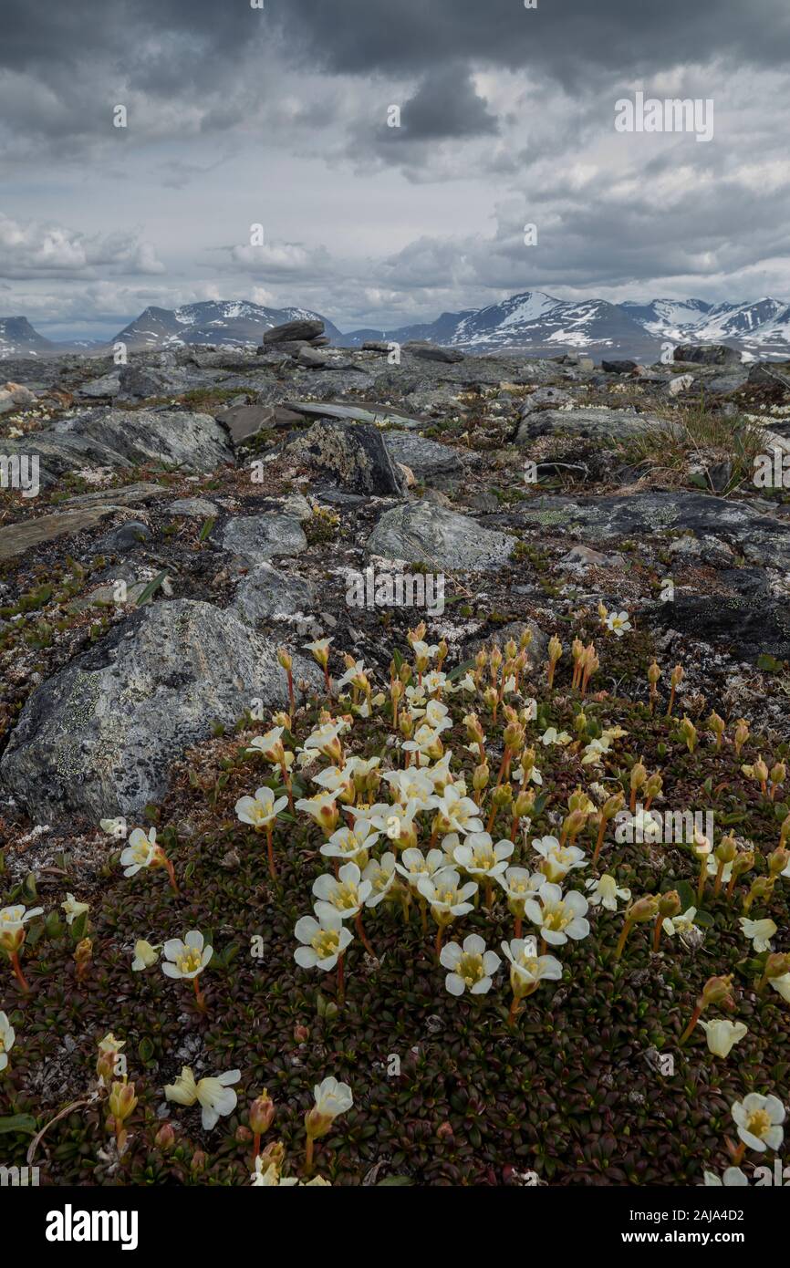 Masse de plantes en coussinet, Diapensia lapponica, poussant sur Mt. Njulla, Abisko National Park, de l'Arctique en Suède. Banque D'Images