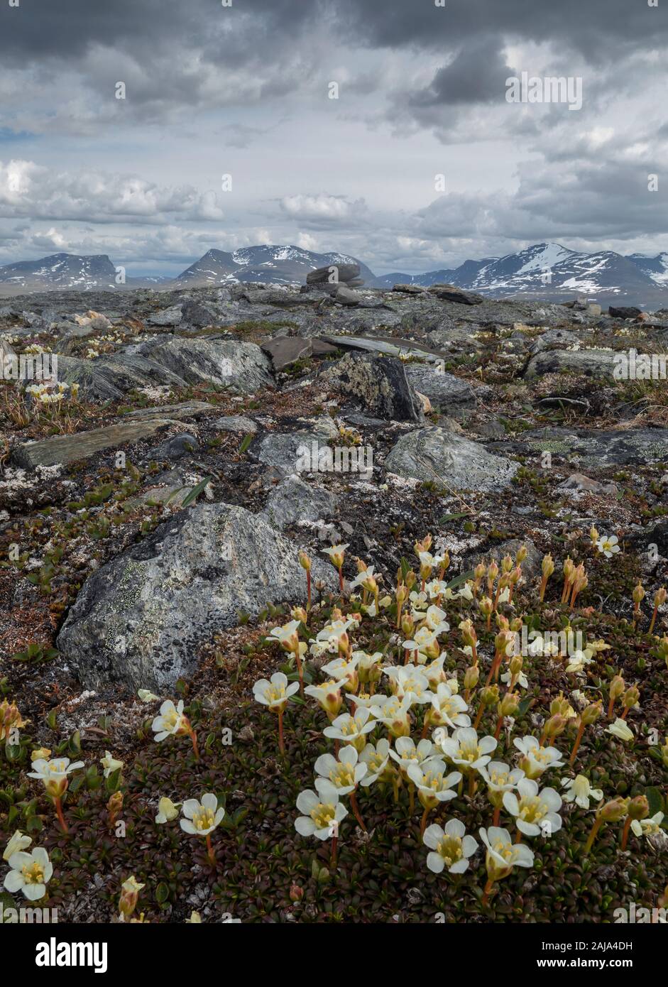 Masse de plantes en coussinet, Diapensia lapponica, poussant sur Mt. Njulla, Abisko National Park, de l'Arctique en Suède. Banque D'Images