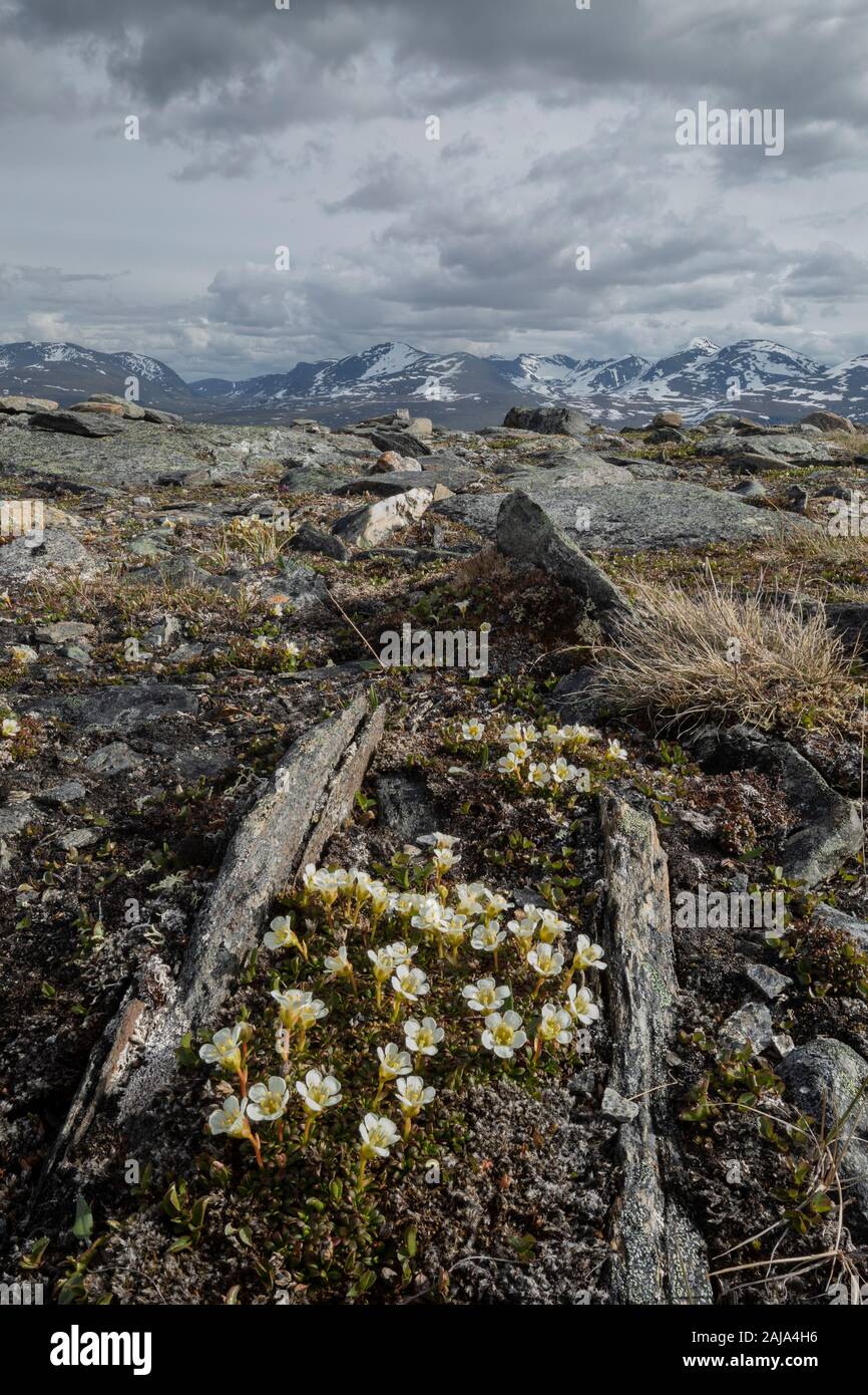 Masse de plantes en coussinet, Diapensia lapponica, poussant sur Mt. Njulla, Abisko National Park, de l'Arctique en Suède. Banque D'Images