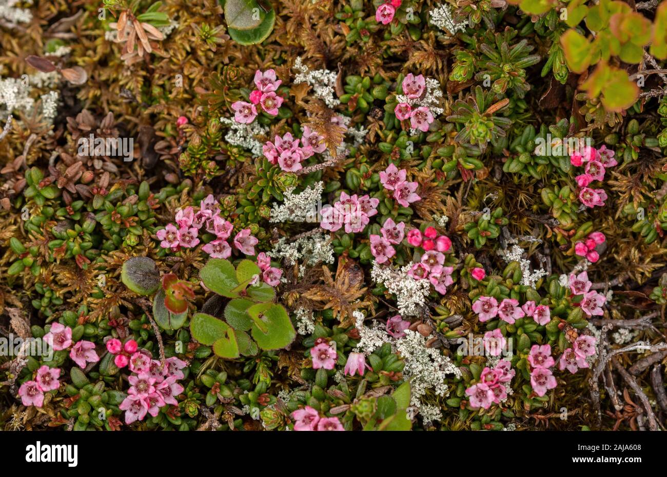 Azalée, Kalmia procumbens, en fleurs dans la toundra arctique. Banque D'Images
