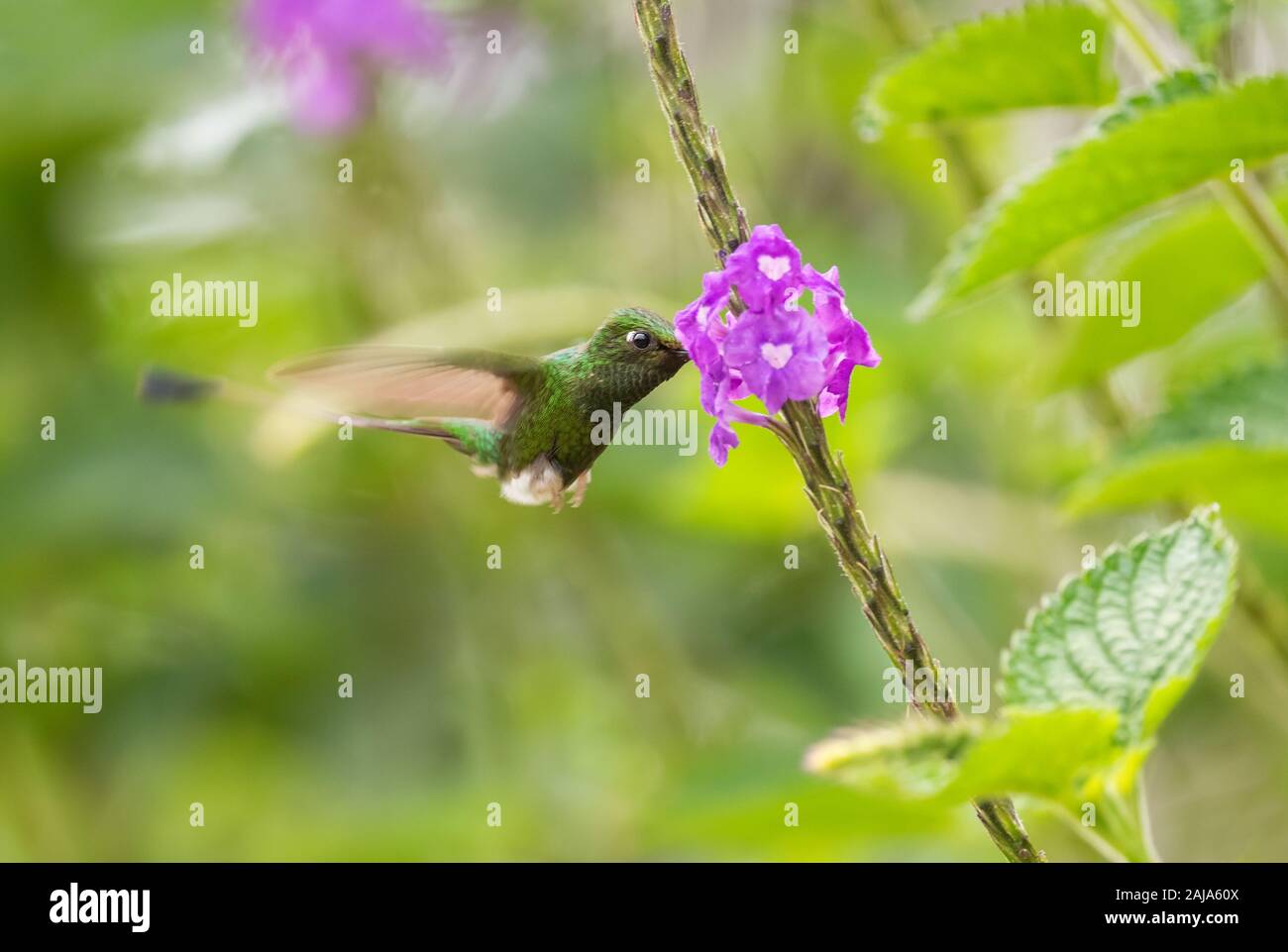 Raquette démarré-queue - Ocreatus underwoodii, belle spéciale à longue queue de hummingbird pentes andines de l'Amérique du Sud, l'Equateur, Quito. Banque D'Images