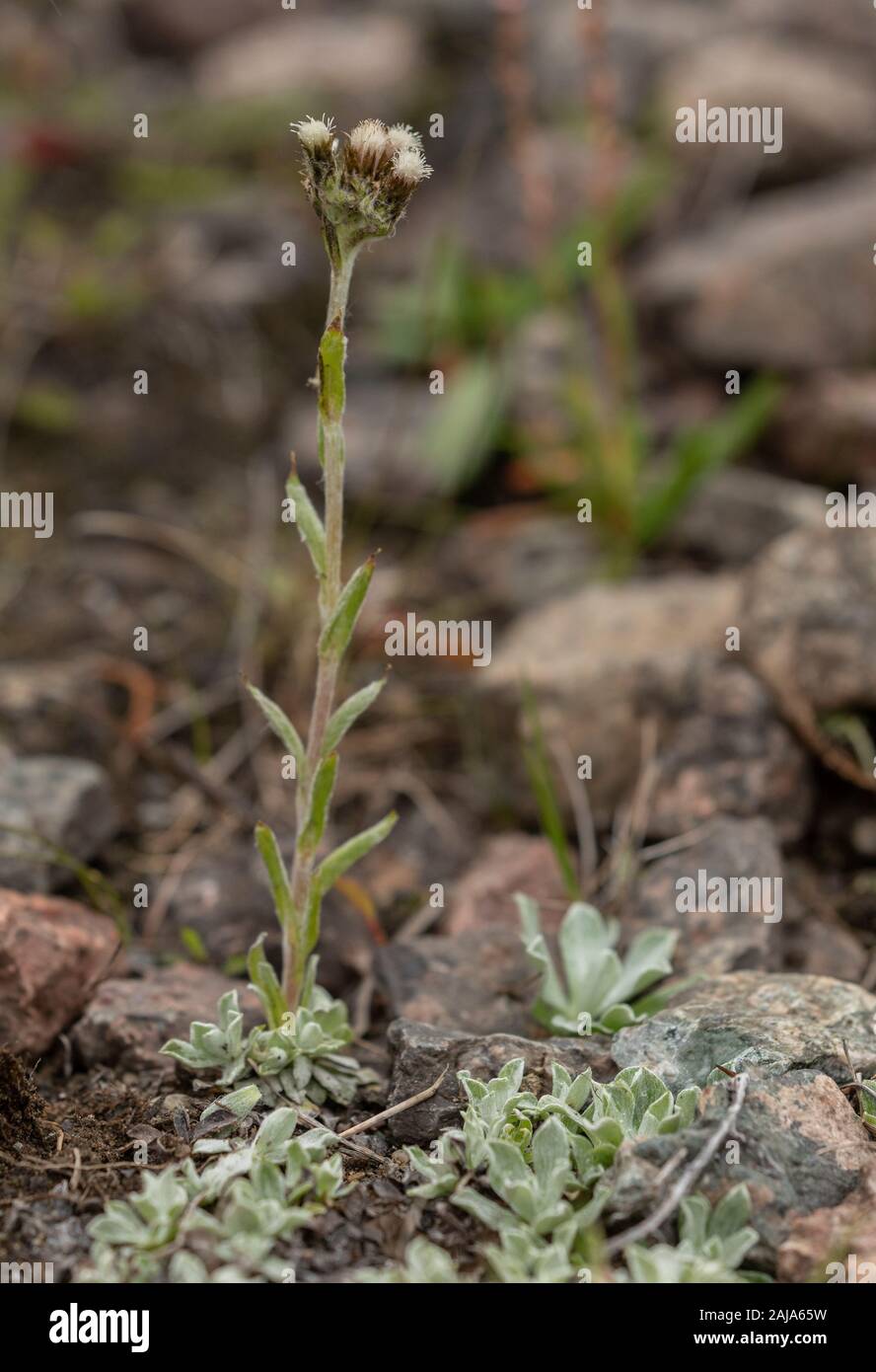 Catsfoot, Antennaria alpina alpine, en fleurs dans la toundra arctique, la Suède. Banque D'Images
