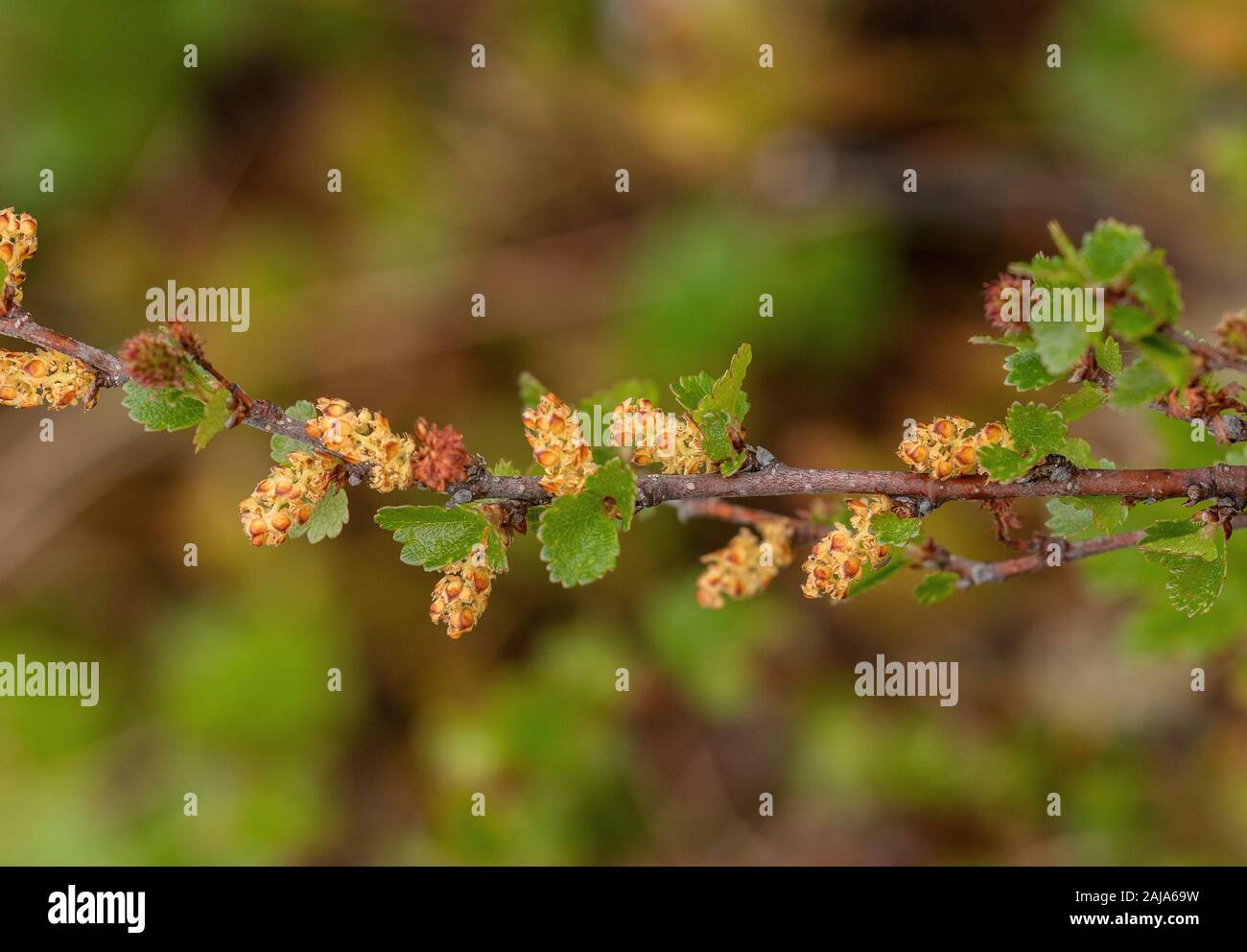 Le bouleau glanduleux, Betula nana, en fleurs dans la toundra. Rare au Royaume-Uni. Banque D'Images