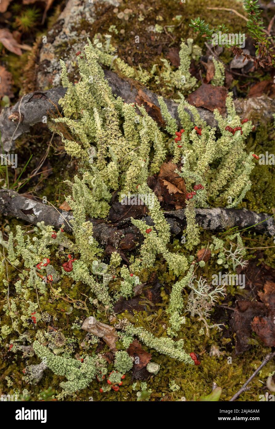 Une espèce de tasse-lichen, Cladonia bellidiflora, ou soldat de plomb, dans la toundra arctique. Banque D'Images