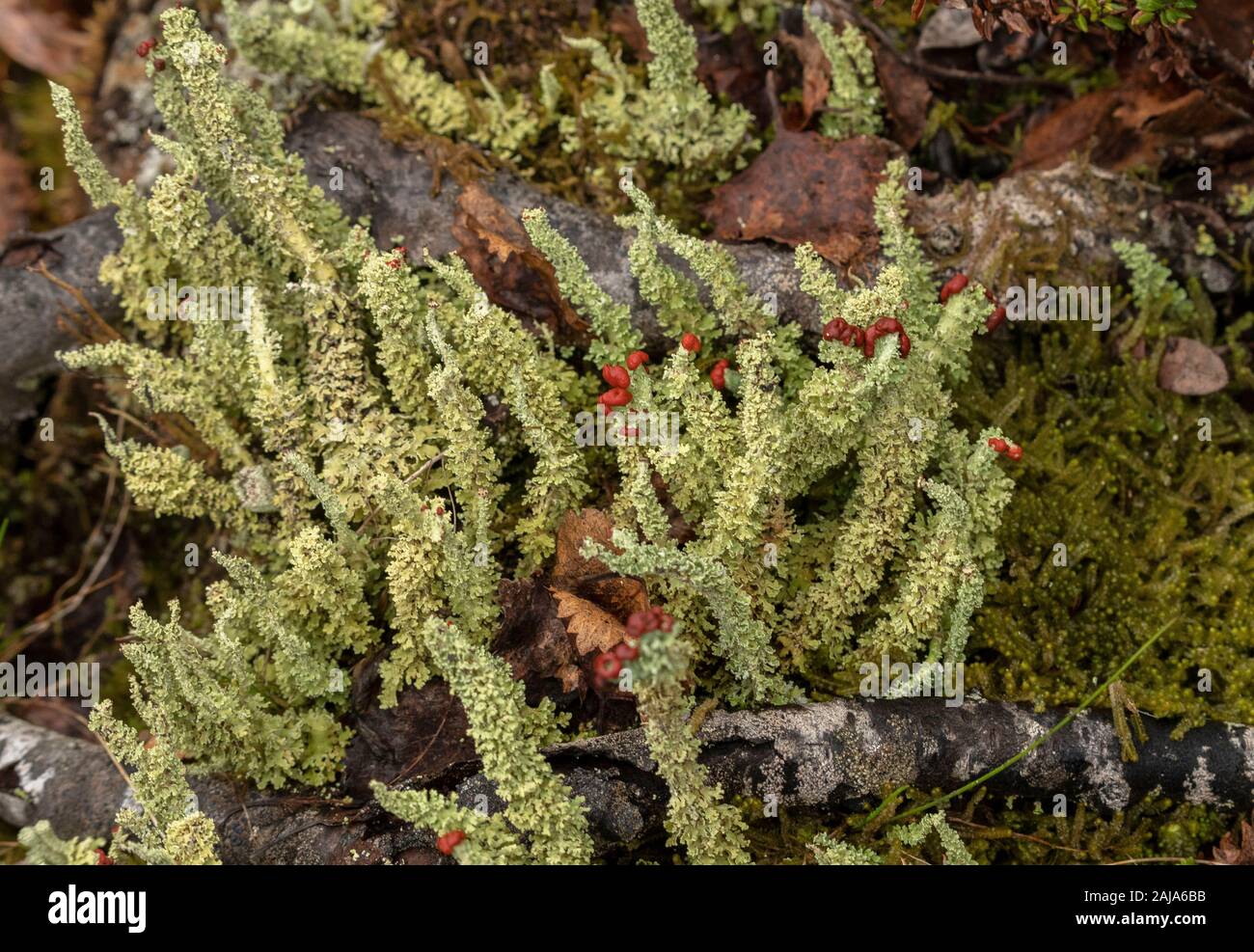 Une espèce de tasse-lichen, Cladonia bellidiflora, ou soldat de plomb, dans la toundra arctique. Banque D'Images