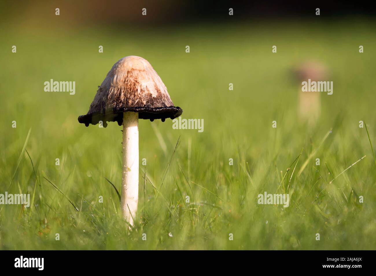 Shaggy Inkcap (Coprinus comatus) champignons croissant sur une pelouse en automne. Tipperary, Irlande Banque D'Images