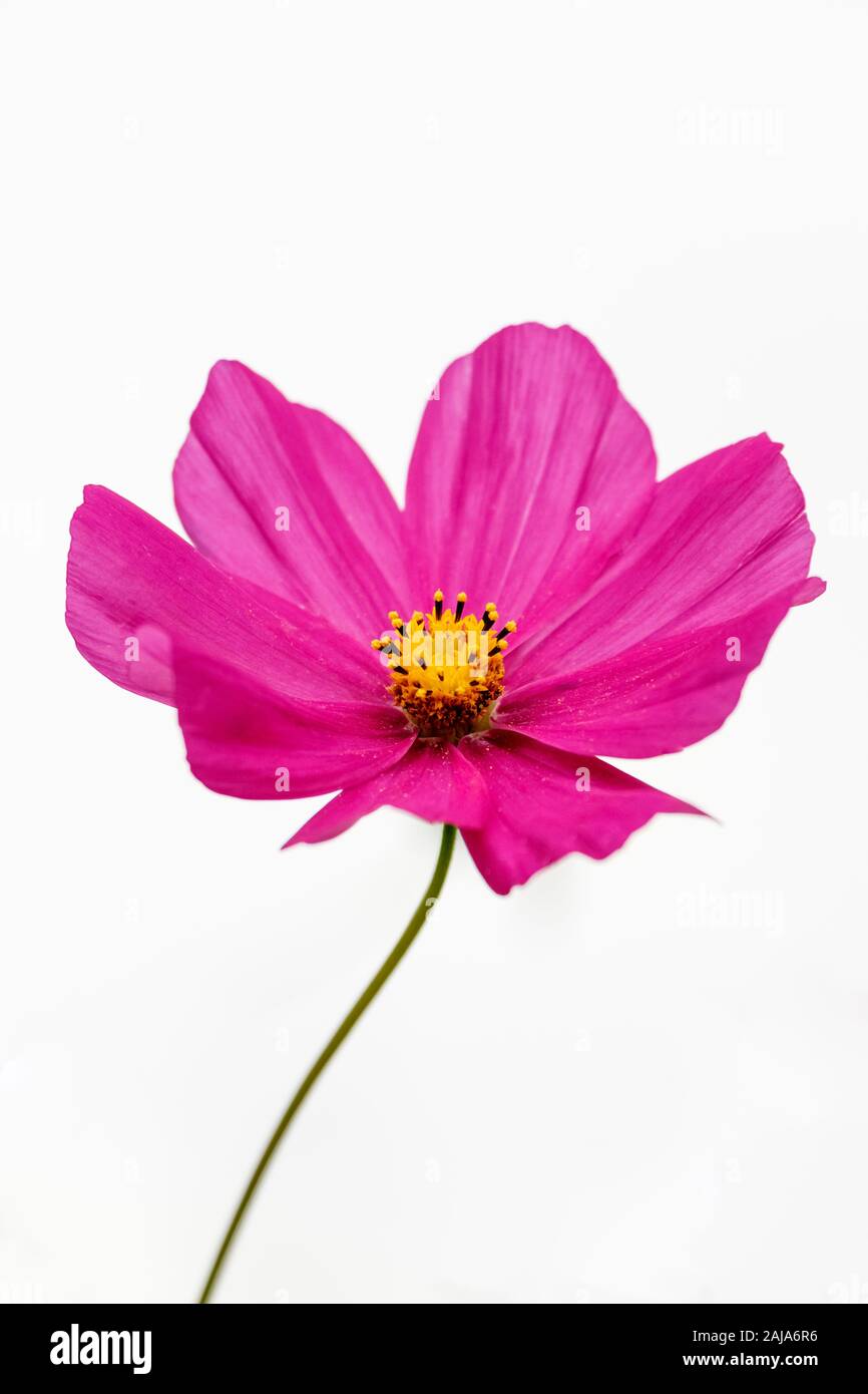 Seule fleur rose foncé, Cosmos bipinnatus 'Hot Pink', Cosmea 'Hot Pink' avec un fond blanc Banque D'Images