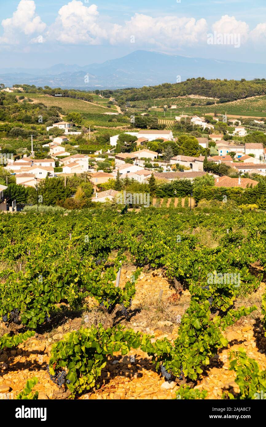Vignes près de Chateauneuf-du-Pape, la Provence, la France, l'un des meilleur vin appellation dans le monde Banque D'Images