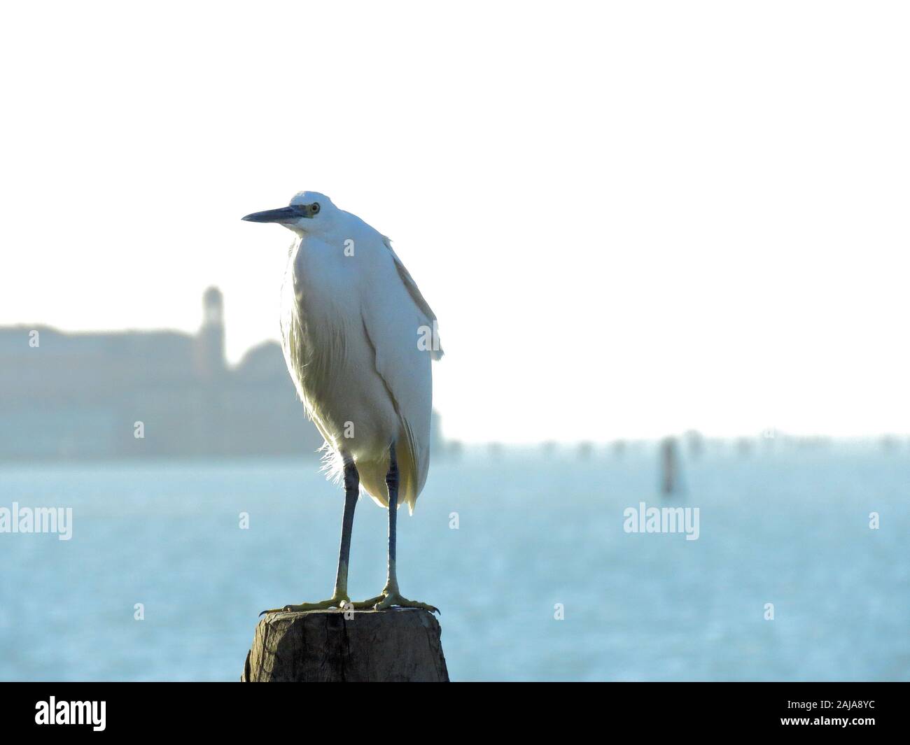 La faune de la ville. Aigrette garzette en vénitien, Arrhed laguun photo Bo Banque D'Images