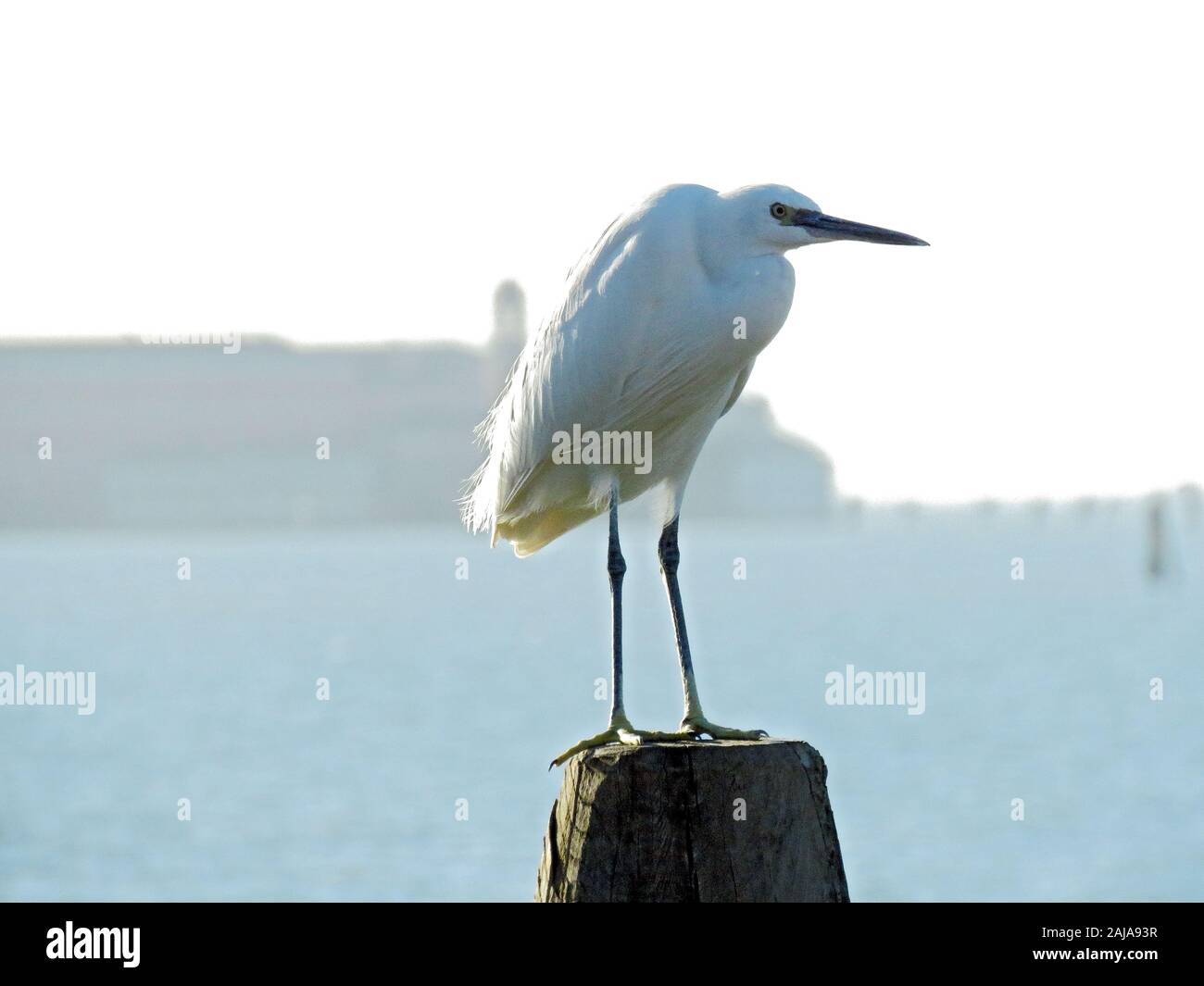 La faune de la ville. Aigrette garzette en vénitien, Arrhed laguun photo Bo Banque D'Images