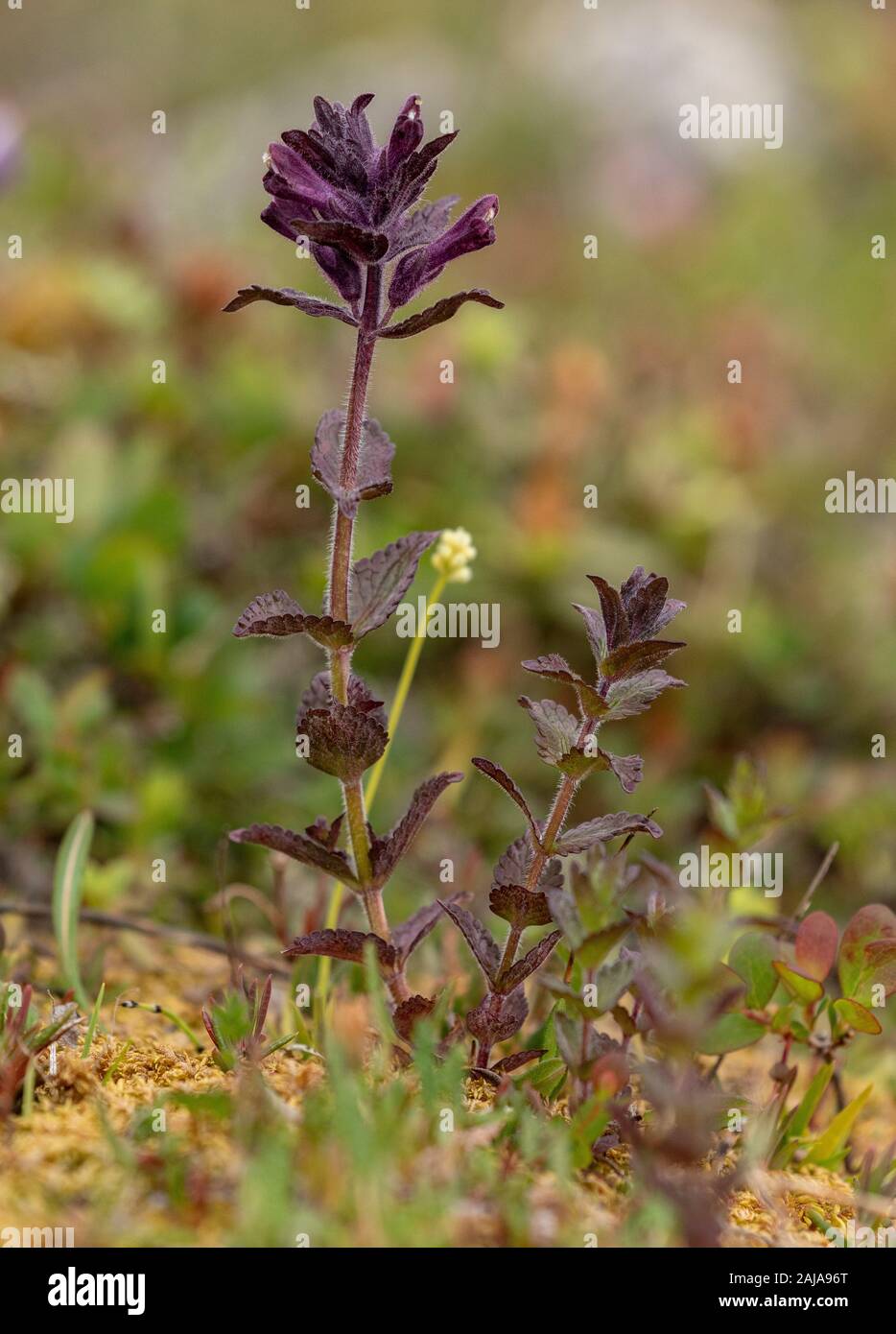 Bartsia Bartsia alpina, alpine, en fleurs en pâturage de montagne humide. Banque D'Images