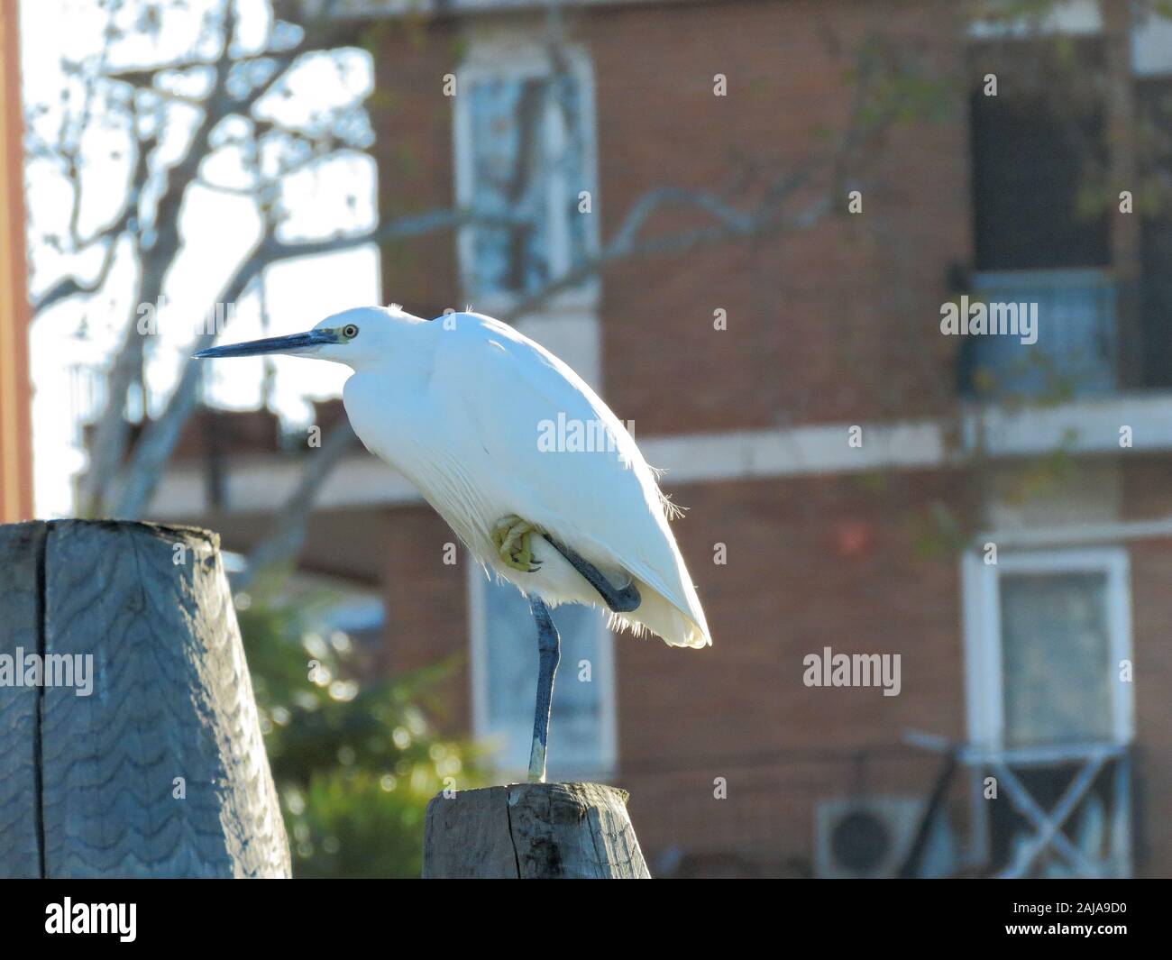 La faune de la ville. Aigrette garzette en vénitien, Arrhed laguun photo Bo Banque D'Images