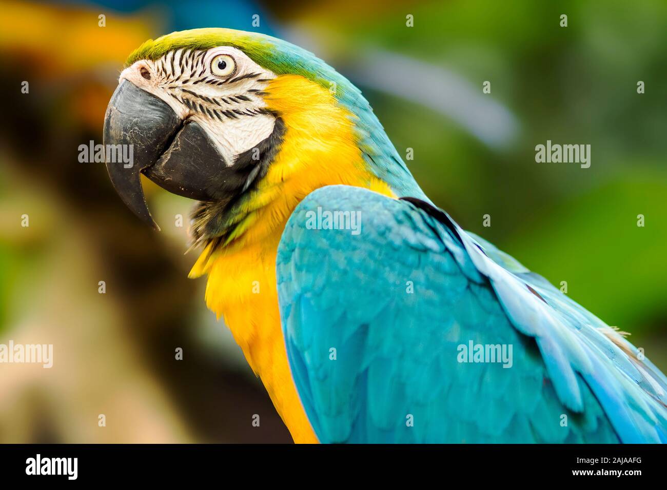 Bleu et or macaw dans cadre naturel près d'Iguazu, Foz do Iguaçu, Brésil. Banque D'Images