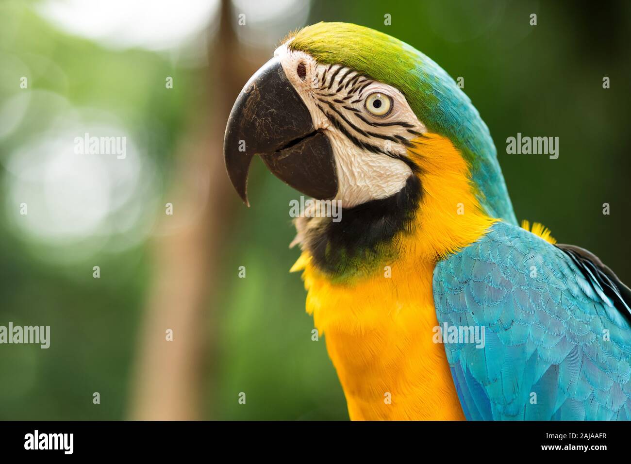 Bleu et or macaw dans cadre naturel près d'Iguazu, Foz do Iguaçu, Brésil. Banque D'Images