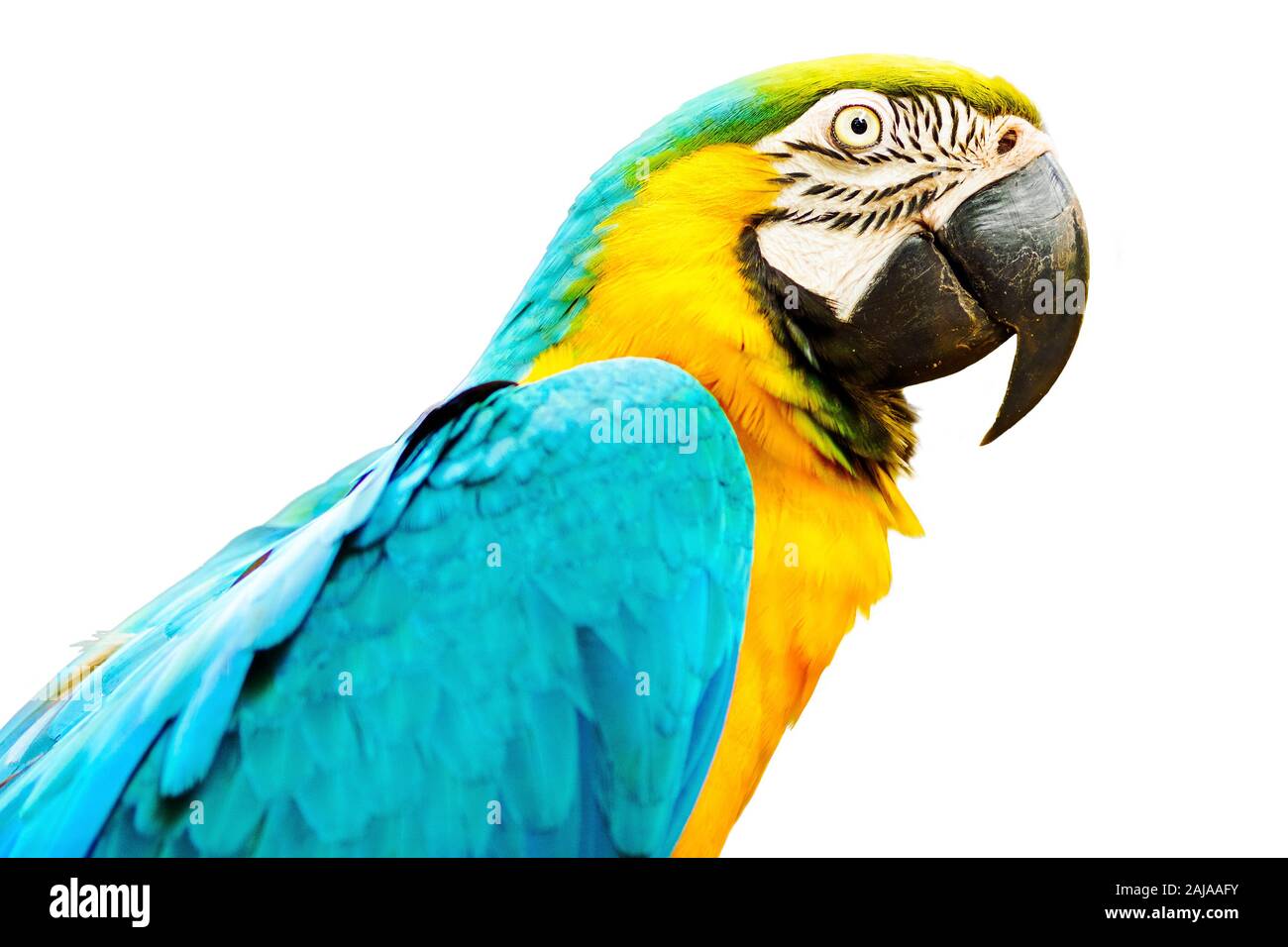 Blue and Gold macaw bird isolé en fond blanc. Banque D'Images