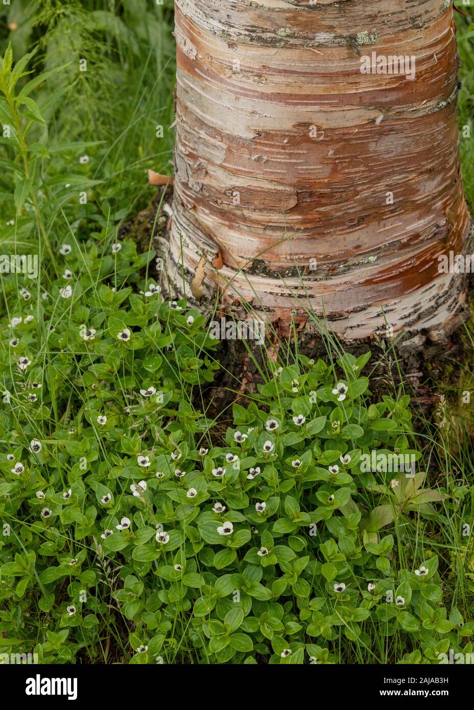 Dwarf cornel, Cornus suecica en fleur en bois de bouleau bouleau pubescent arctique à côté de l'Arctique, l'arbre de la Suède. Banque D'Images