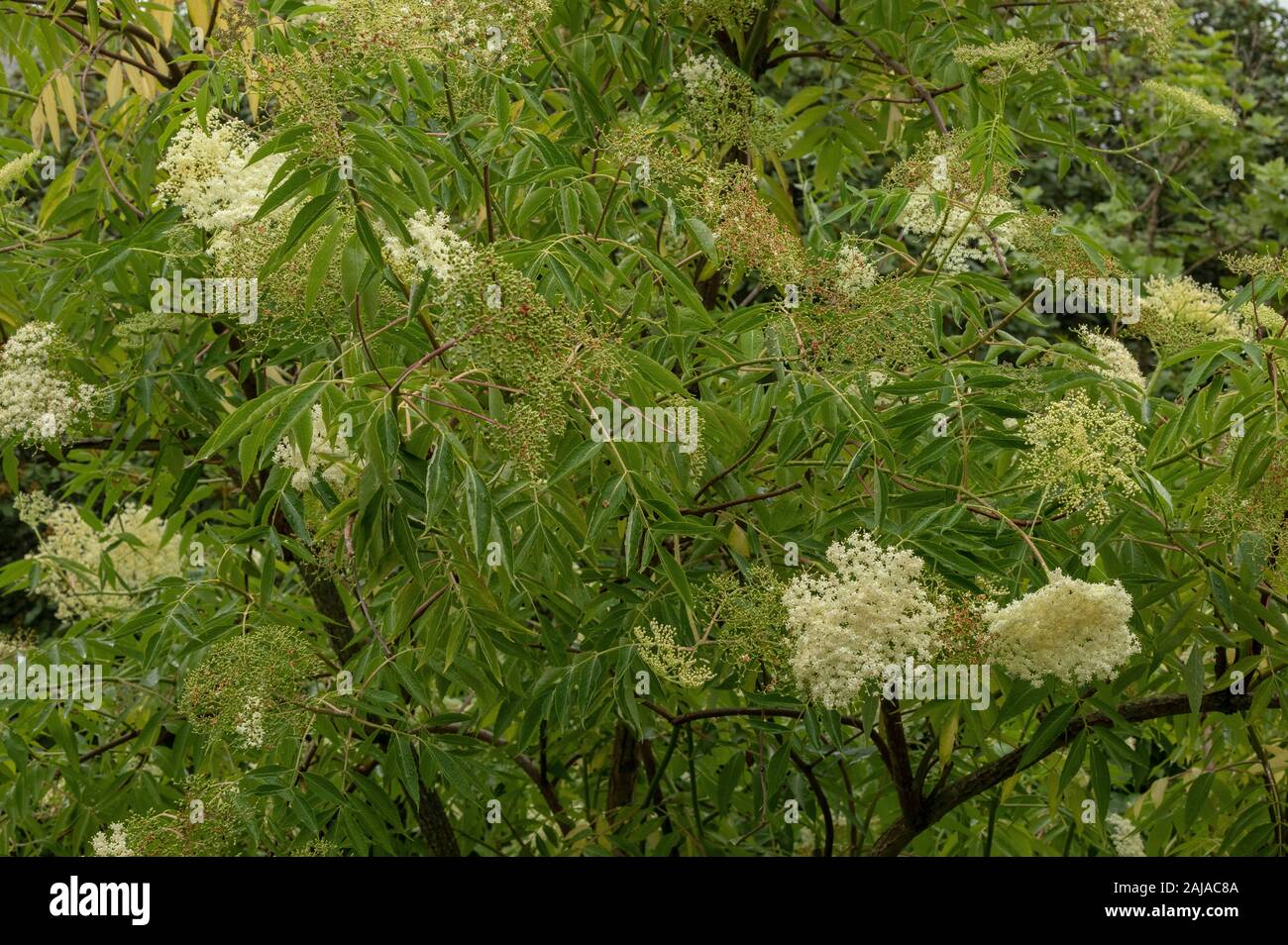 Sambucus Caerulea Banque De Photographies Et D images Haute sambucus-caerulea-banque-de-photographies-et-d-images-haute