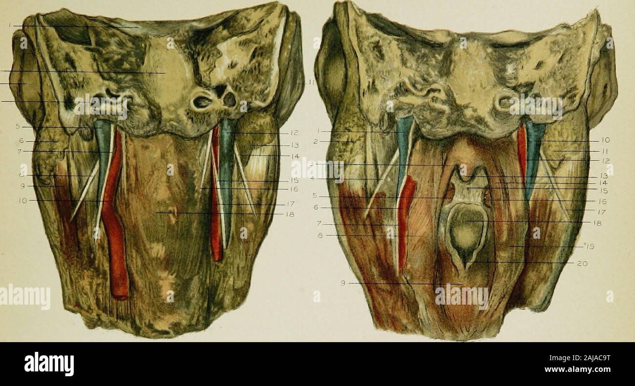 nerf accessoire spinal, illustration vintage. 13470369 Art