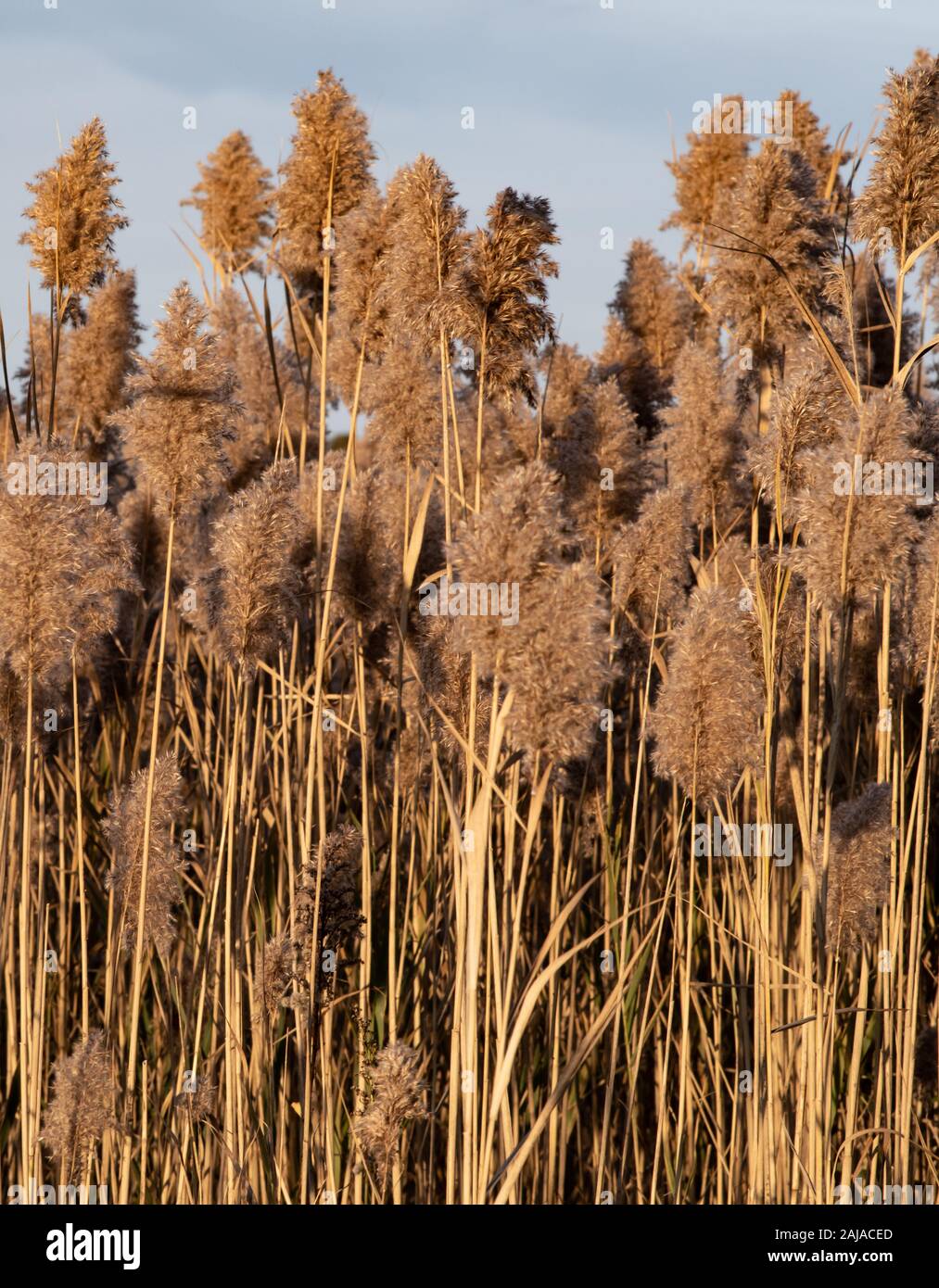 Un mur de roseaux communs contre un ciel Banque D'Images